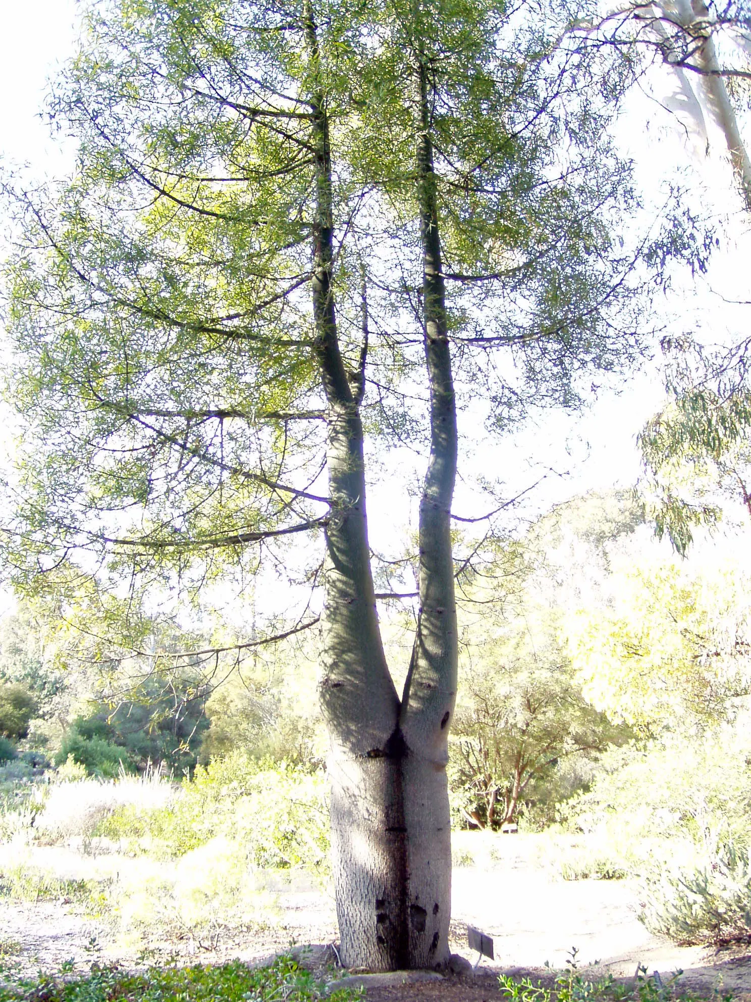 Queensland Bottle Tree (Brachychiton Rupestris) — though in cultivation it often remains smaller