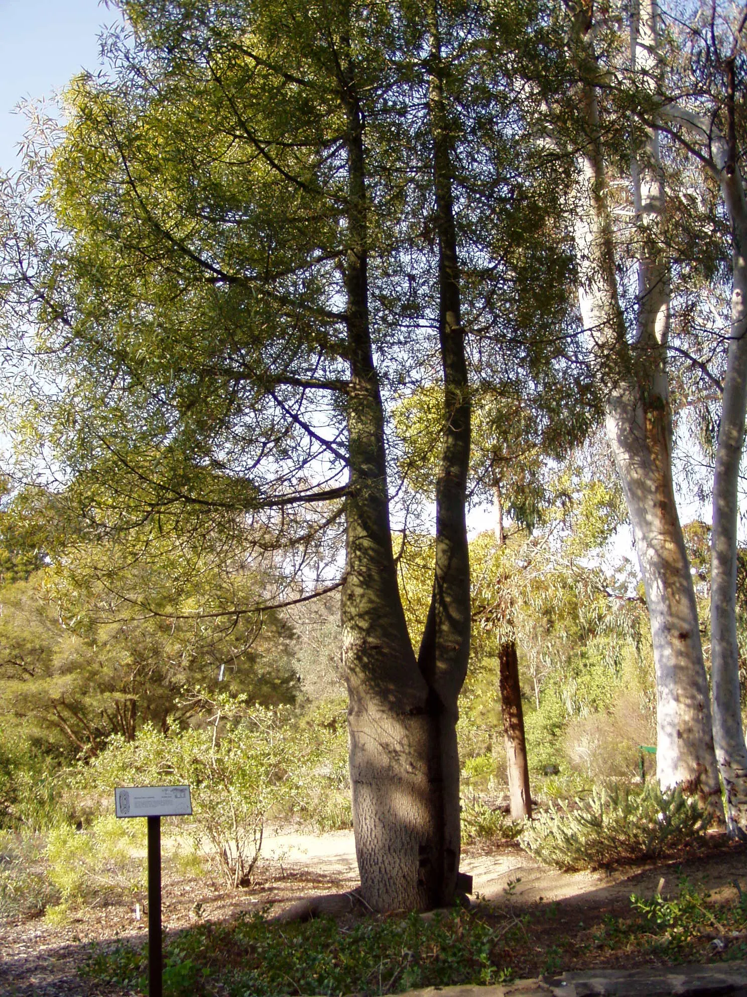 Queensland Bottle Tree (Brachychiton Rupestris) — reaching up to 13 - 20 feet in girth; the Queensland Bottle Tree is an exceptional choice for an