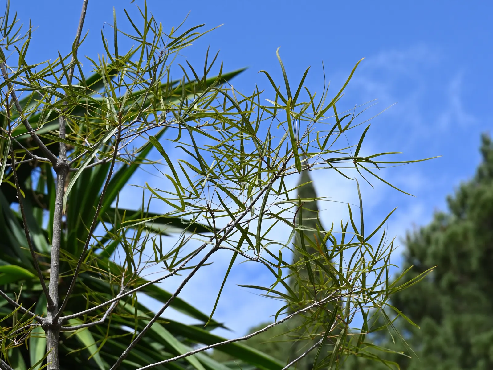 Queensland Bottle Tree (Brachychiton Rupestris) — making it suitable for medium-sized gardens