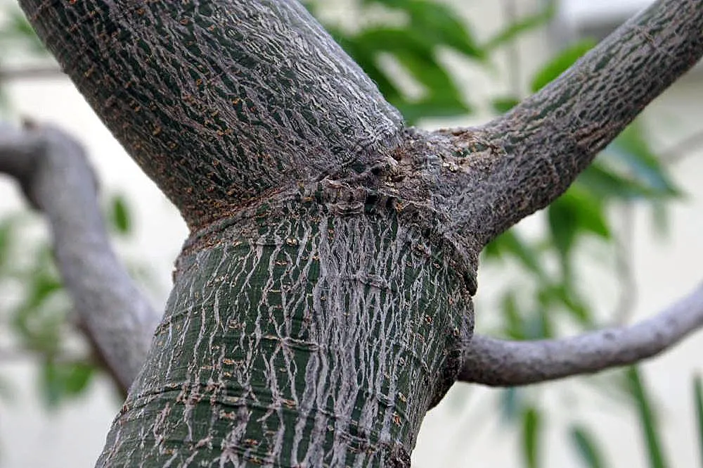 Queensland Bottle Tree (Brachychiton Rupestris) — providing a soft contrast to the stout trunk