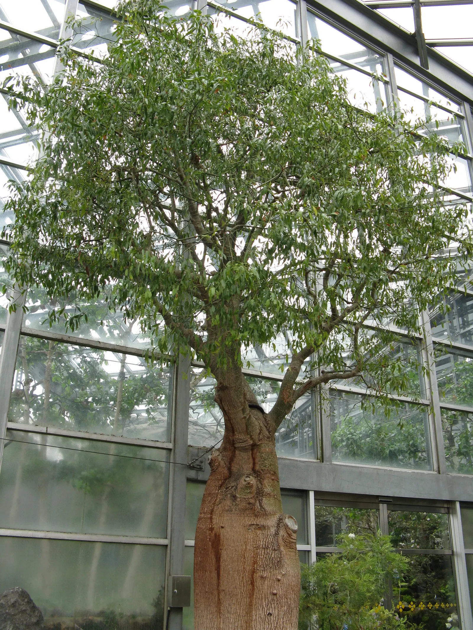 Queensland Bottle Tree (Brachychiton Rupestris) — acting as a water reservoir