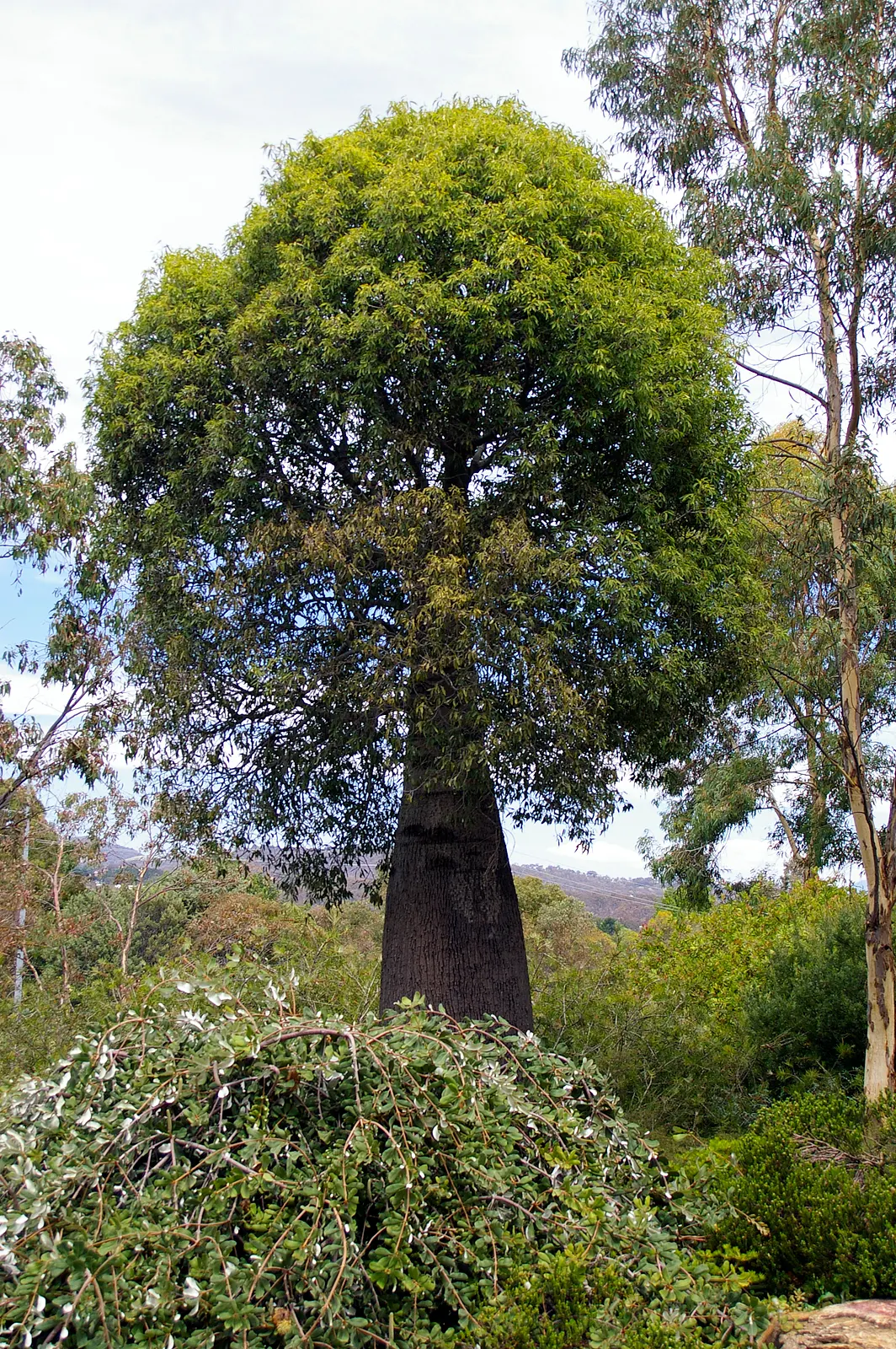 Queensland Bottle Tree (Brachychiton Rupestris) — variable leaves which are typically deep green