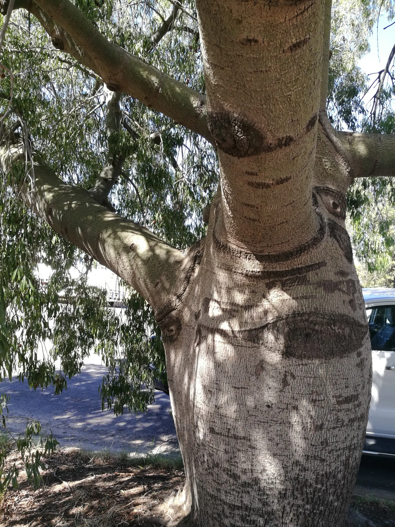 Queensland Bottle Tree (Brachychiton Rupestris) — When integrating into landscape designs