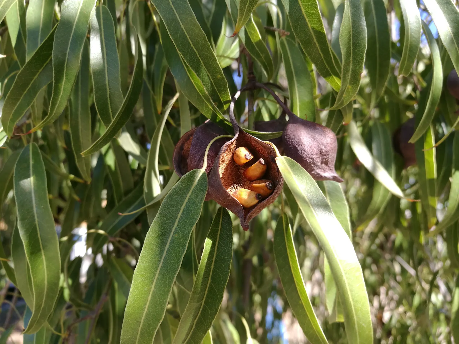 Queensland Bottle Tree (Brachychiton Rupestris) — making it suitable for medium-sized gardens; its trunk swells to remarkable proportions
