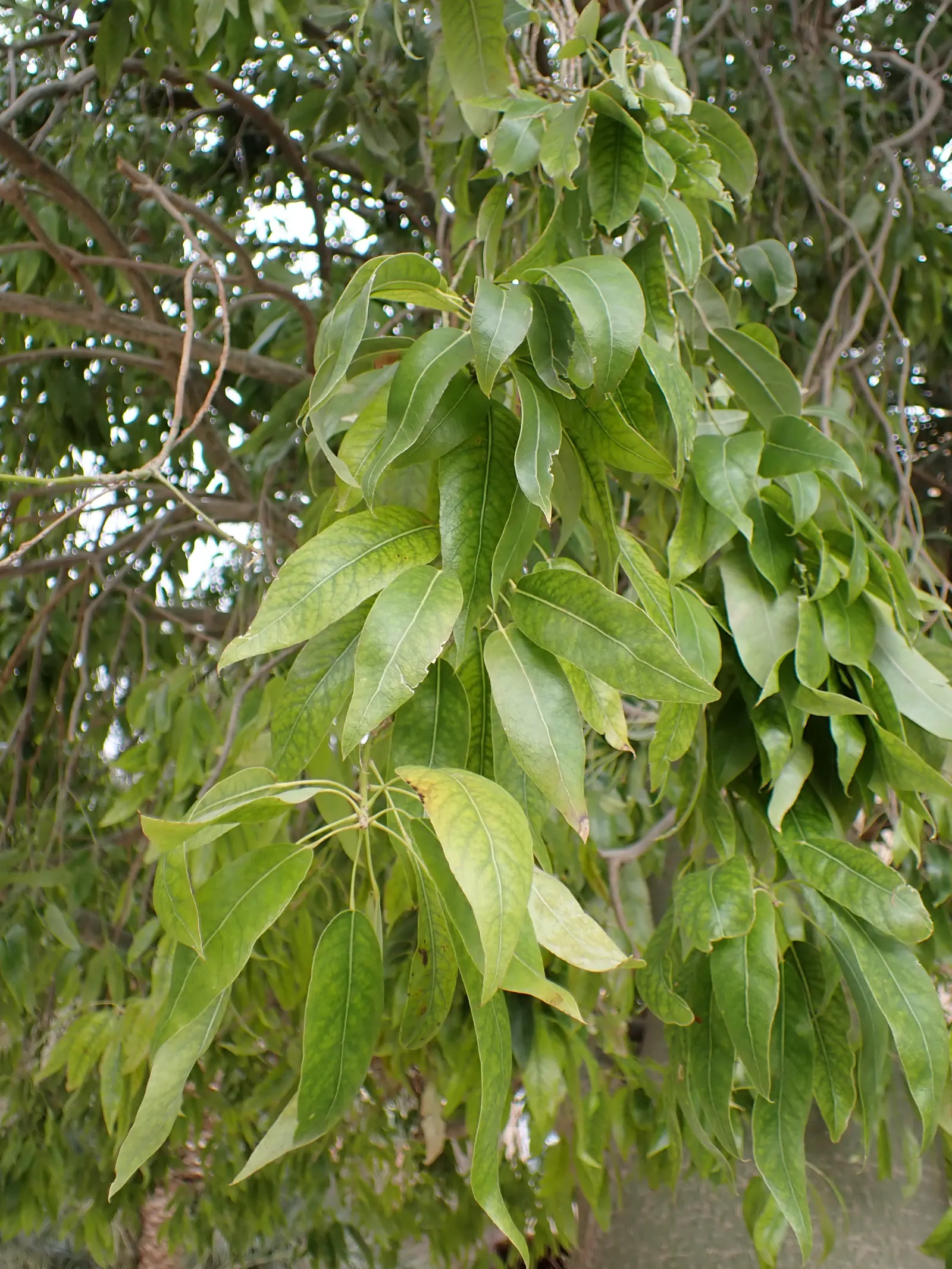 Queensland Bottle Tree (Brachychiton Rupestris) — is a distinctive and visually striking plant native to Australia