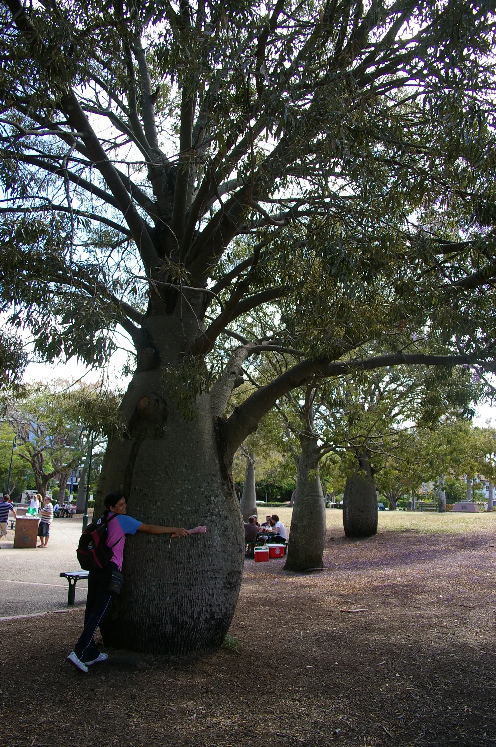 Queensland Bottle Tree (Brachychiton Rupestris) — it is impressively drought-tolerant