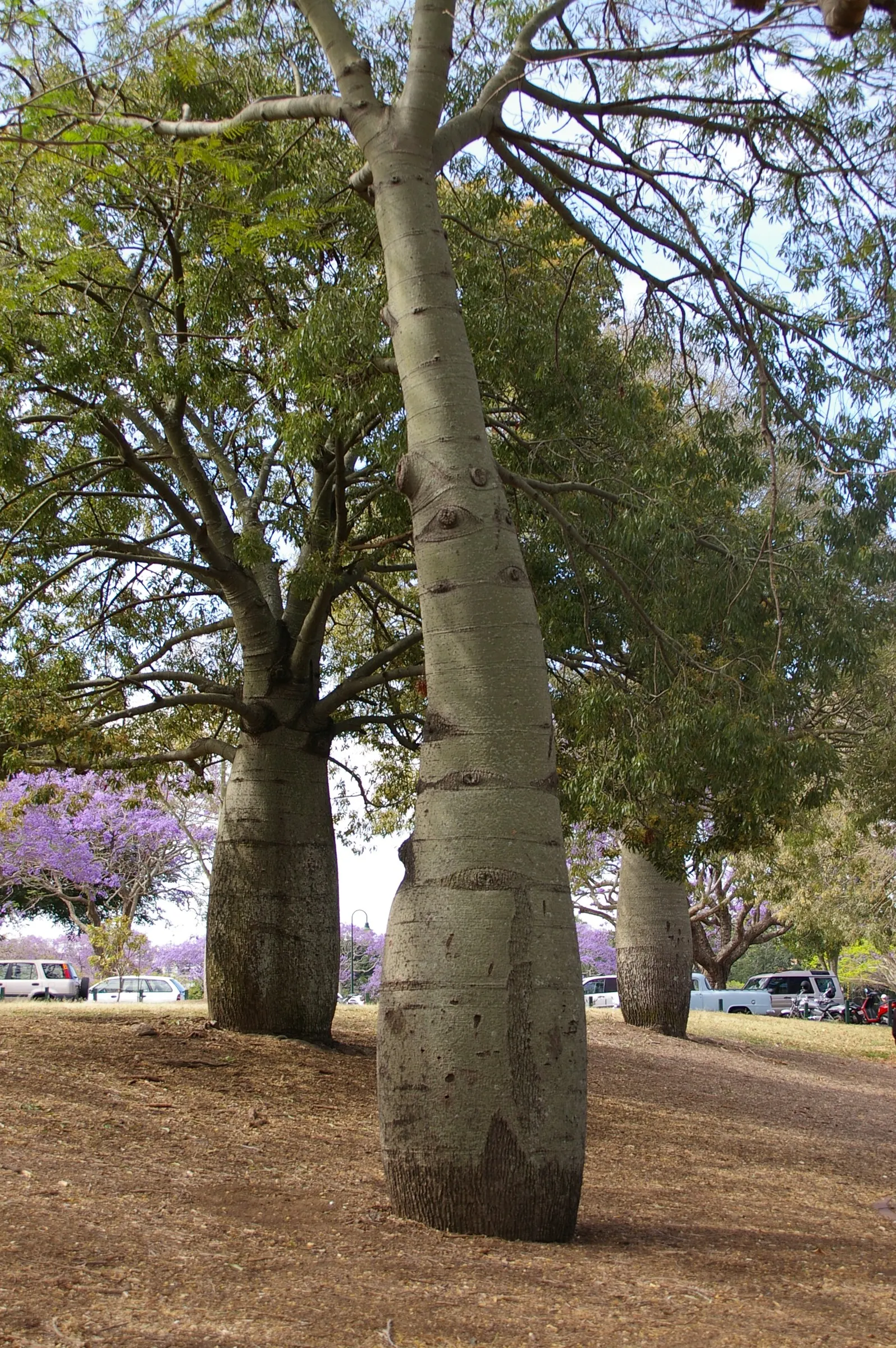 Queensland Bottle Tree (Brachychiton Rupestris) — With its low-maintenance requirements and resilient nature