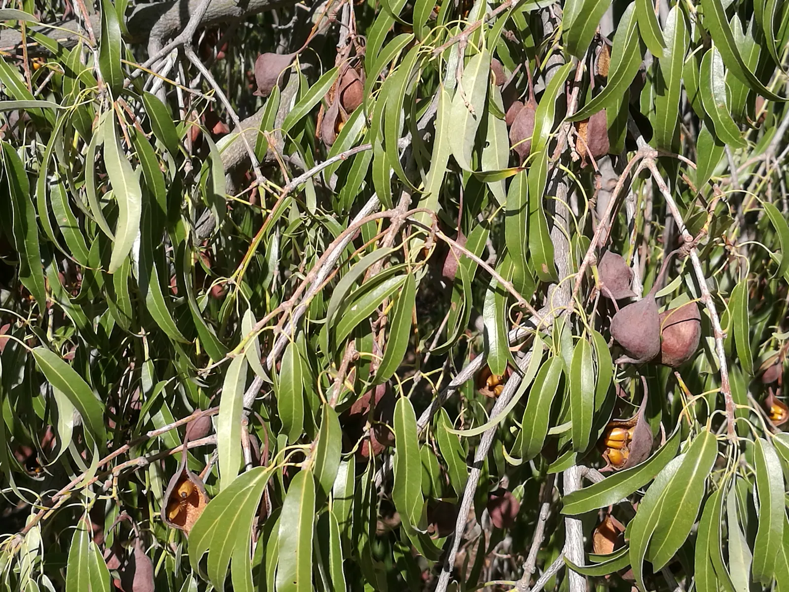 Queensland Bottle Tree (Brachychiton Rupestris) — Its trunk swells to remarkable proportions; adding a subtle yet captivating floral aspect to the