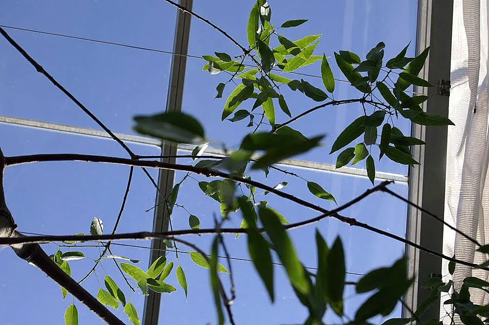 Queensland Bottle Tree (Brachychiton Rupestris) — the tree features clusters of small bell-shaped