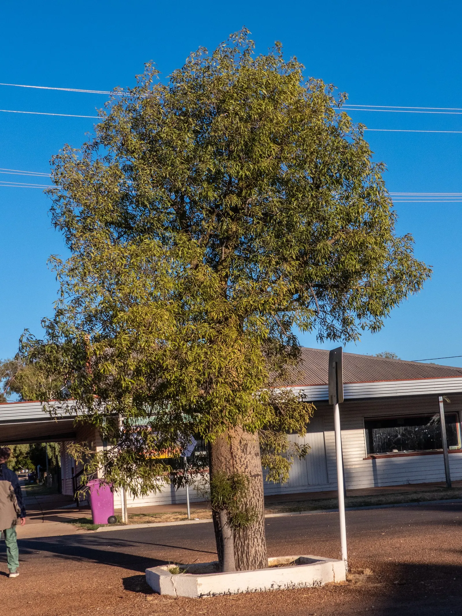 Queensland Bottle Tree (Brachychiton Rupestris) — is a distinctive Australian native