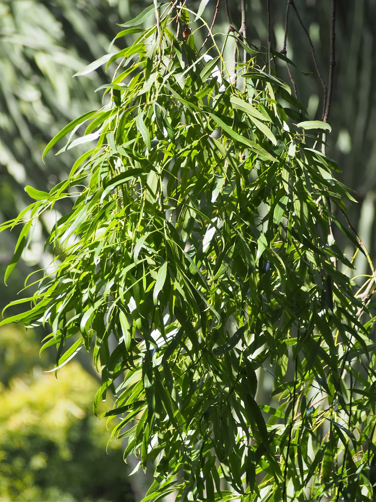 Queensland Bottle Tree (Brachychiton Rupestris) — Brachychiton rupestris thrives in full sun with well-draining soil