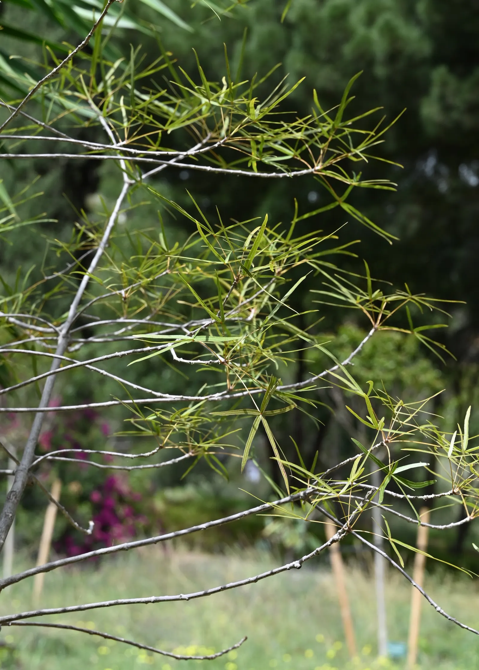 Queensland Bottle Tree (Brachychiton Rupestris) — adding a subtle yet captivating floral aspect to the yard.<br><br>Suitable for USDA zones 9-11
