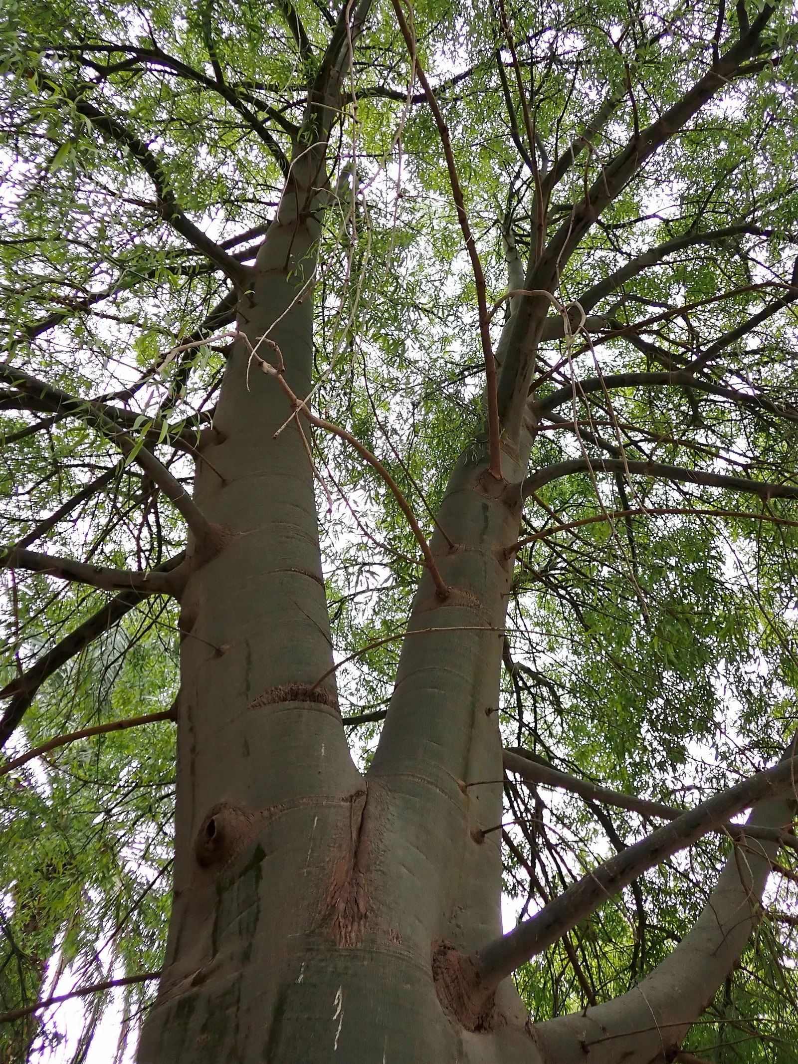 Queensland Bottle Tree (Brachychiton Rupestris) — It reaches heights of 30-60 feet with a canopy spread of 35-50 feet