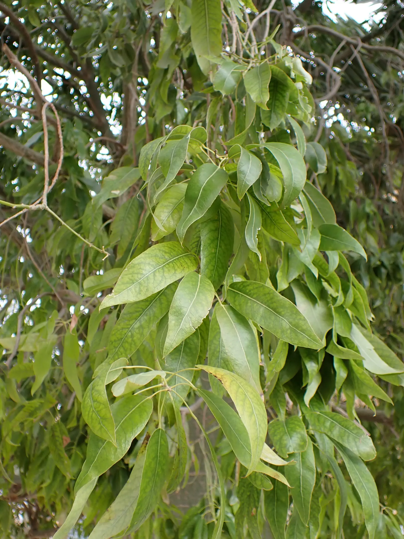 Queensland Bottle Tree (Brachychiton Rupestris) — Its trunk swells to remarkable proportions