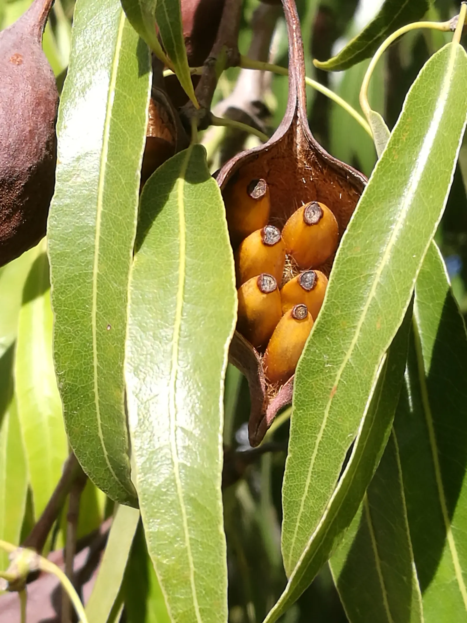 Queensland Bottle Tree (Brachychiton Rupestris) — is a distinctive Australian native; it reaches heights of 30-60 feet with a canopy spread of 35-50 feet