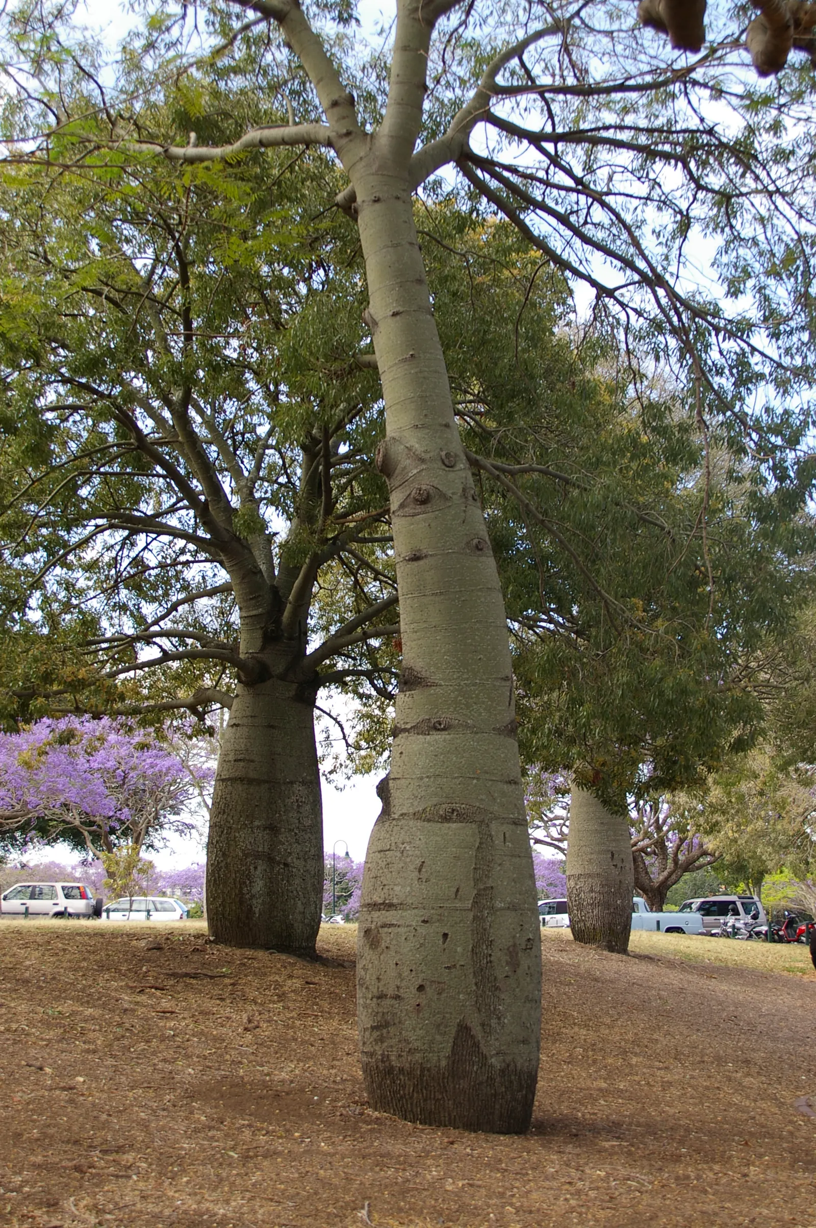 Queensland Bottle Tree (Brachychiton Rupestris) — the Queensland Bottle Tree is an exceptional choice for an awe-inspiring garden centerpiece