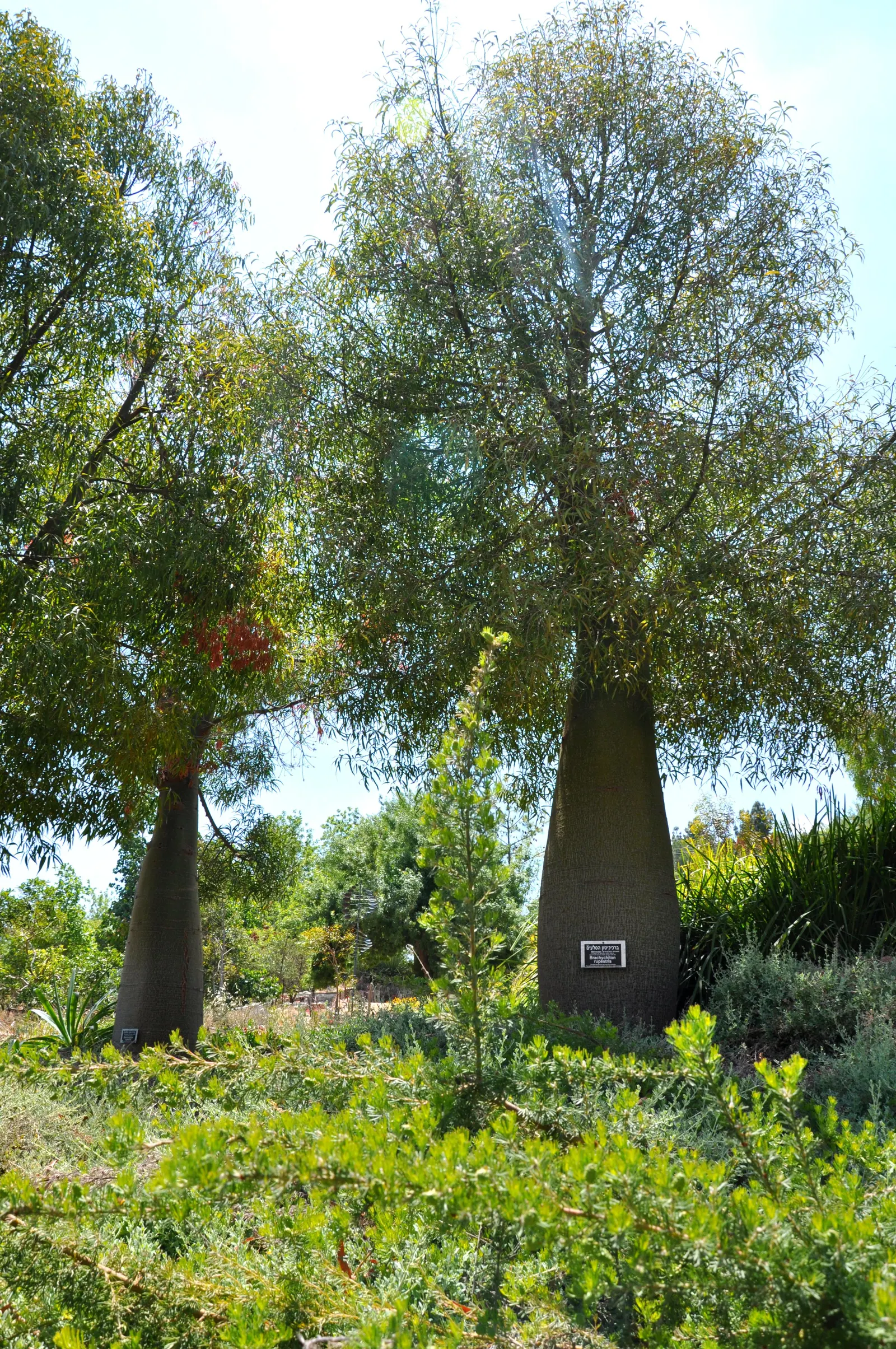 Queensland Bottle Tree (Brachychiton Rupestris) — creamy-pink blossoms which attract an array of pollinators