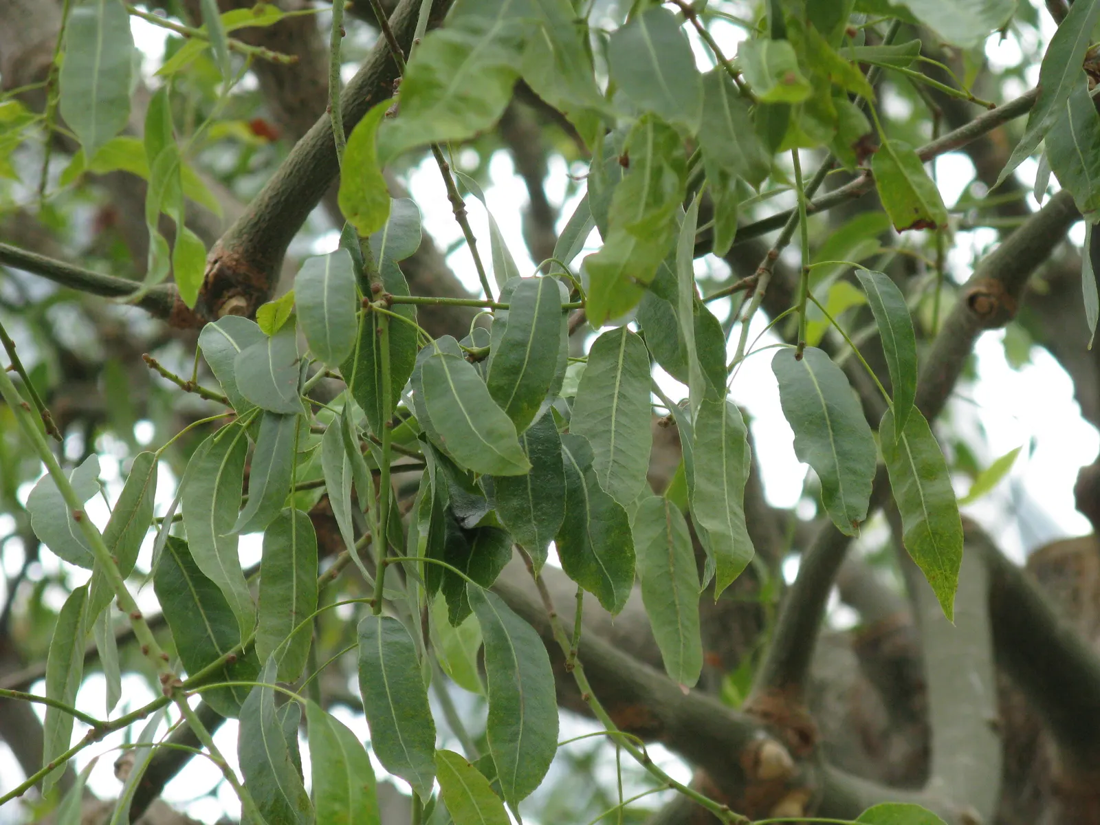 Queensland Bottle Tree (Brachychiton Rupestris) — renowned for its swollen trunk