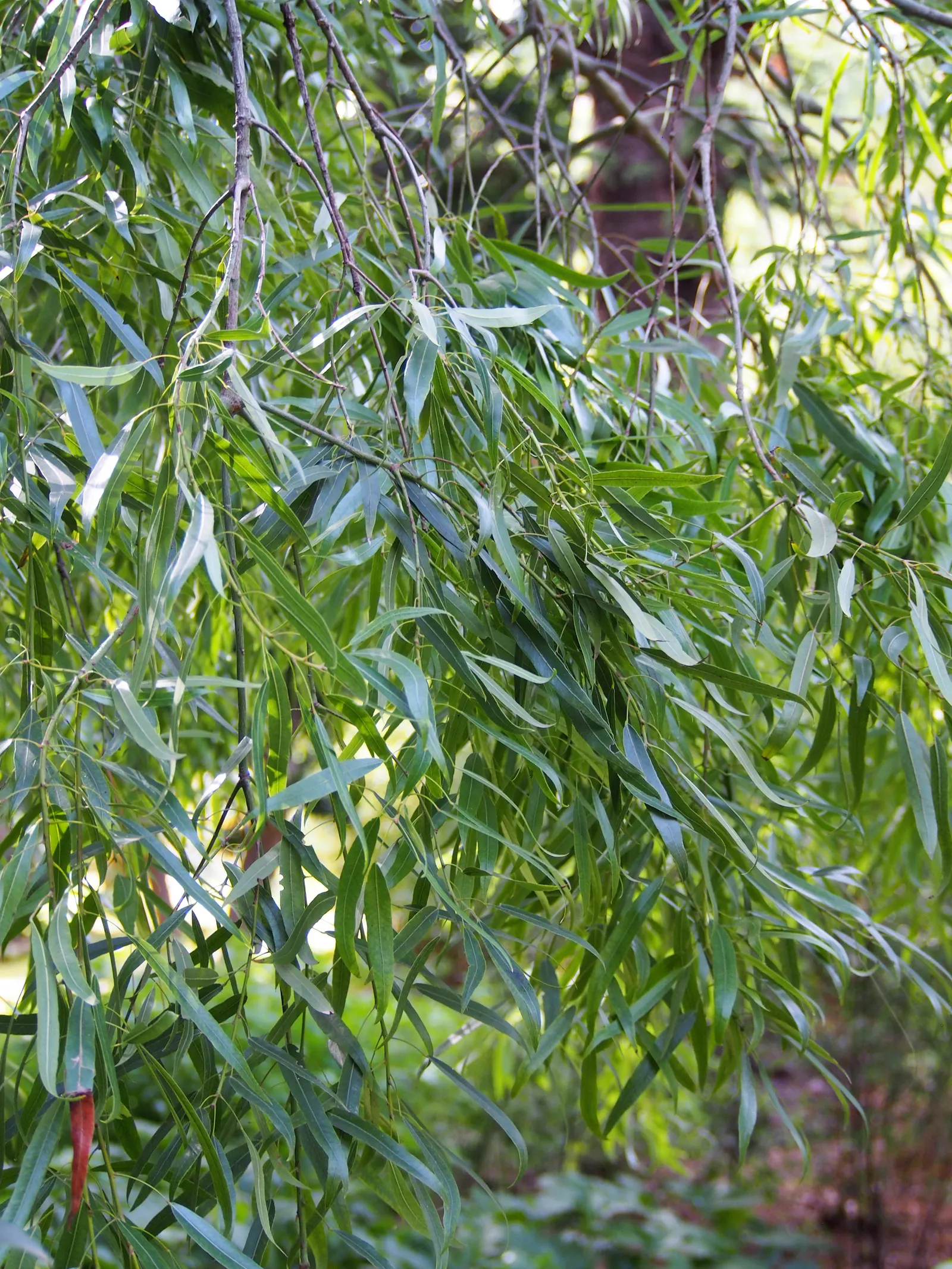 Queensland Bottle Tree (Brachychiton Rupestris) — Hardy in USDA zones 9-11, it requires well-drained soil and full sun