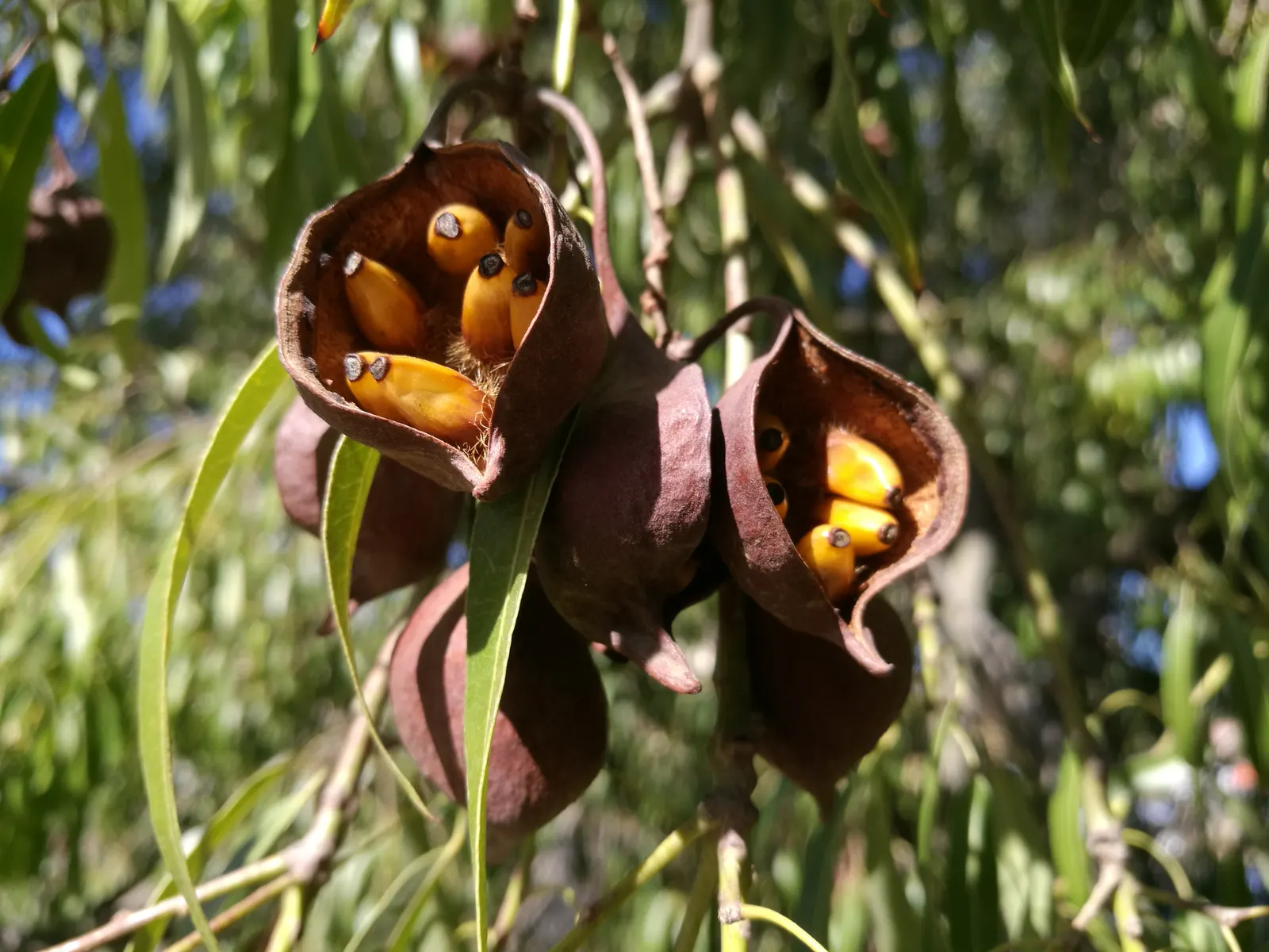 Queensland Bottle Tree (Brachychiton Rupestris) — scientifically known as Brachychiton rupestris; adding a subtle yet captivating floral aspect to the