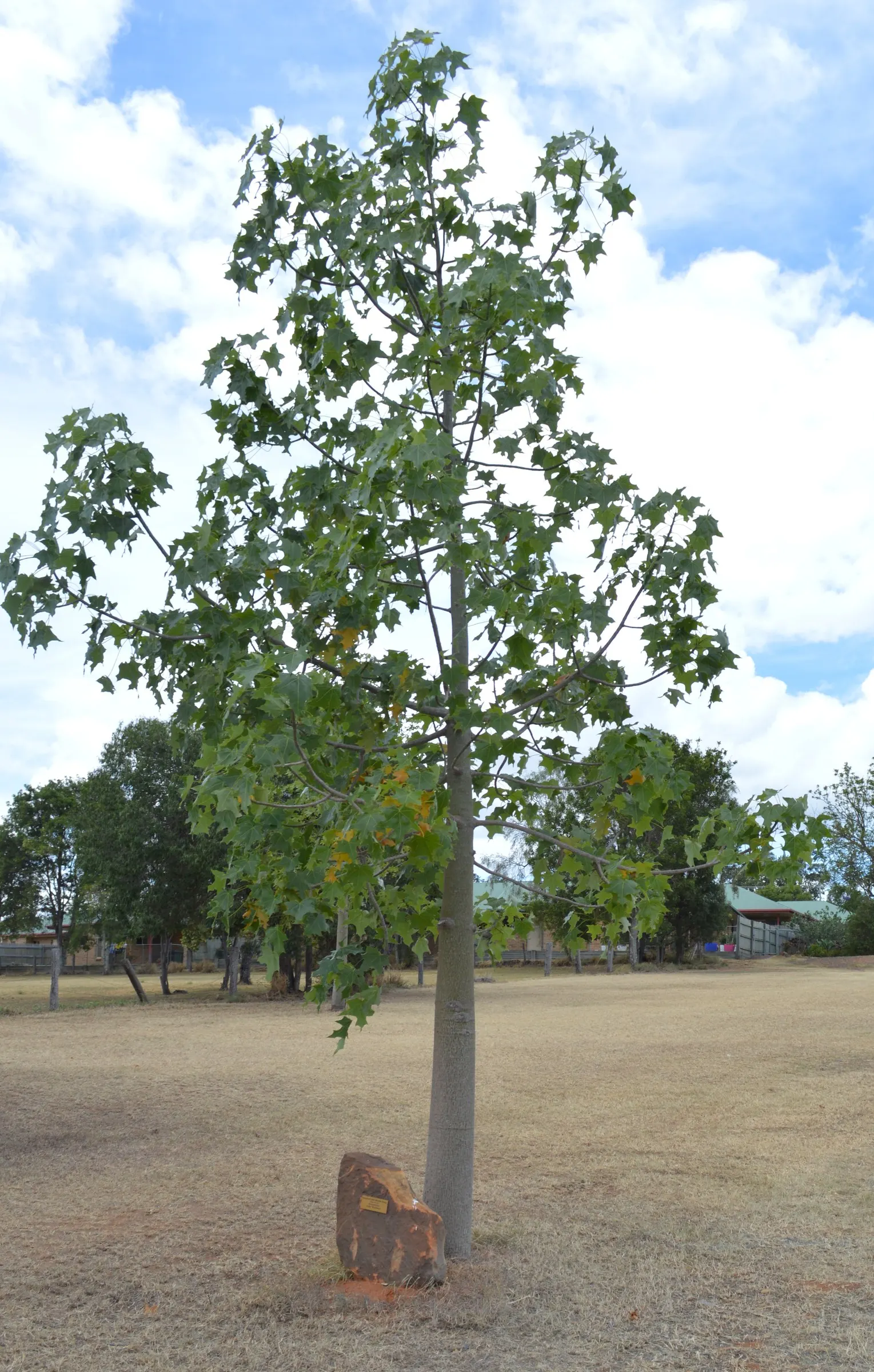 Queensland Bottle Tree (Brachychiton Rupestris) — providing a natural storage system for water that enables the tree to endure drought conditions