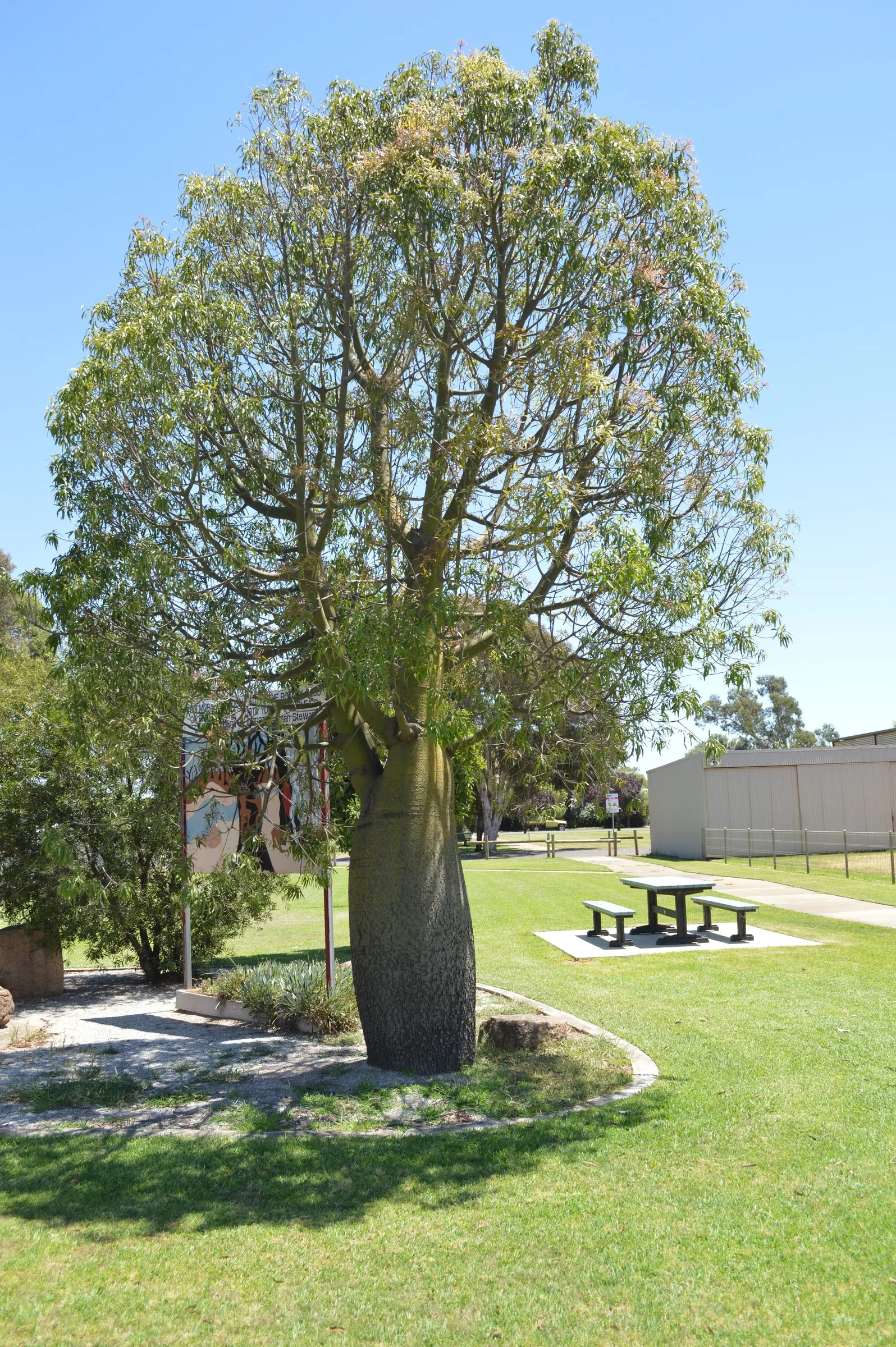 Queensland Bottle Tree (Brachychiton Rupestris) — Moderate watering will support the tree through its growing phase