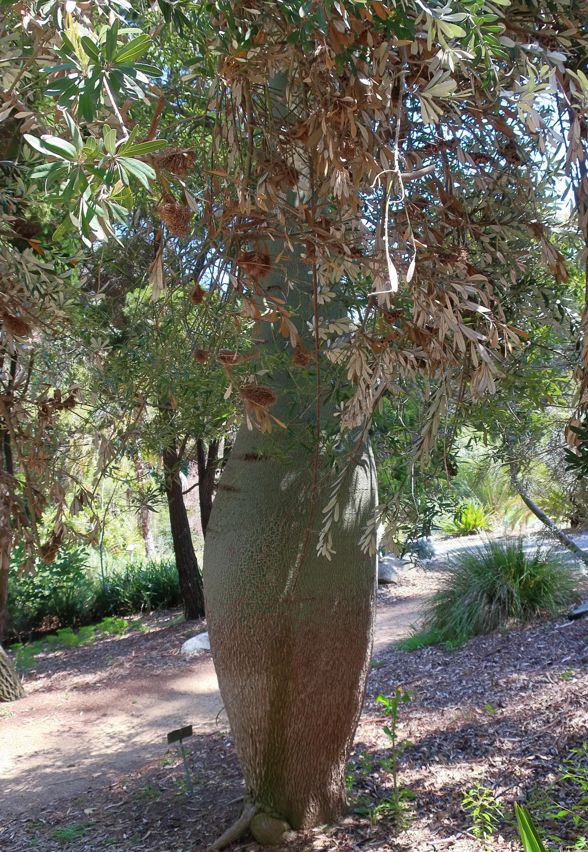 Queensland Bottle Tree (Brachychiton Rupestris) — primarily for shape or to remove any damaged limbs