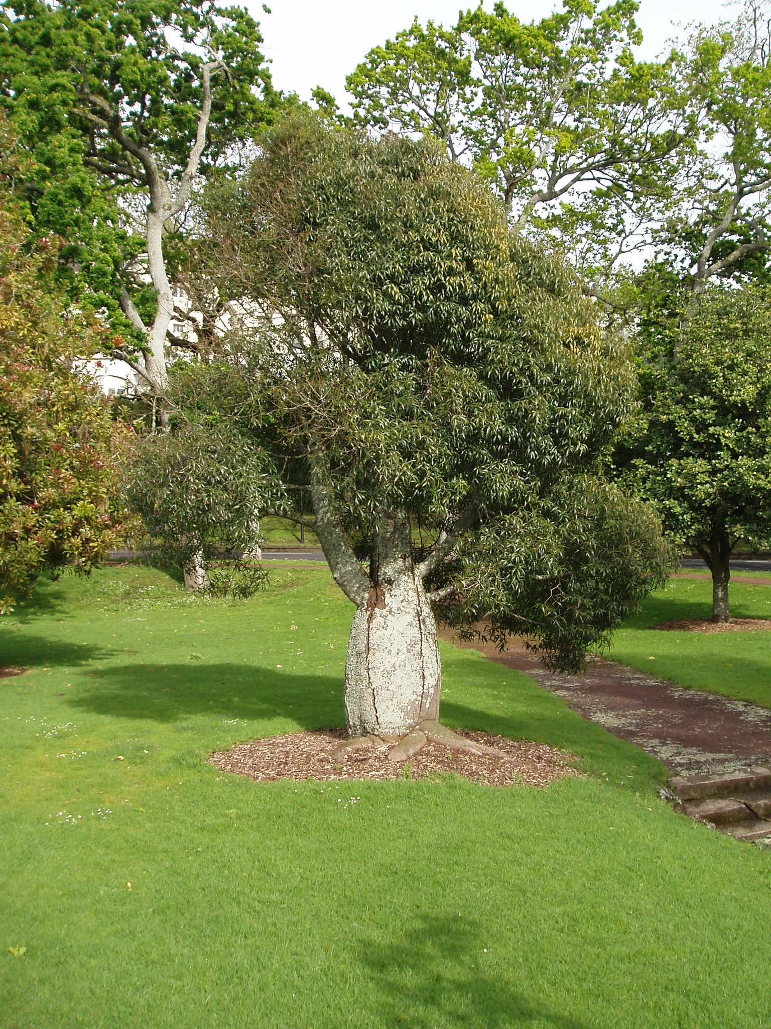 Queensland Bottle Tree (Brachychiton Rupestris) — pink flowers in the garden