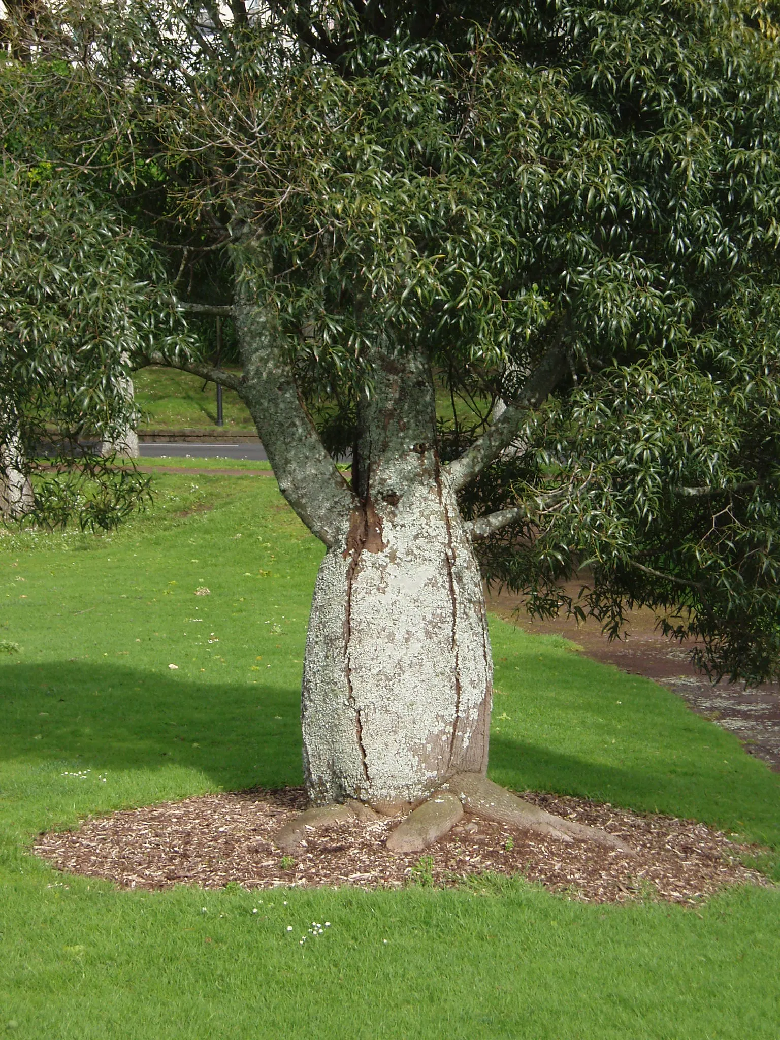 Queensland Bottle Tree (Brachychiton Rupestris) — though in cultivation it often remains smaller; it reaches heights of 30-60 feet with a canopy spread of