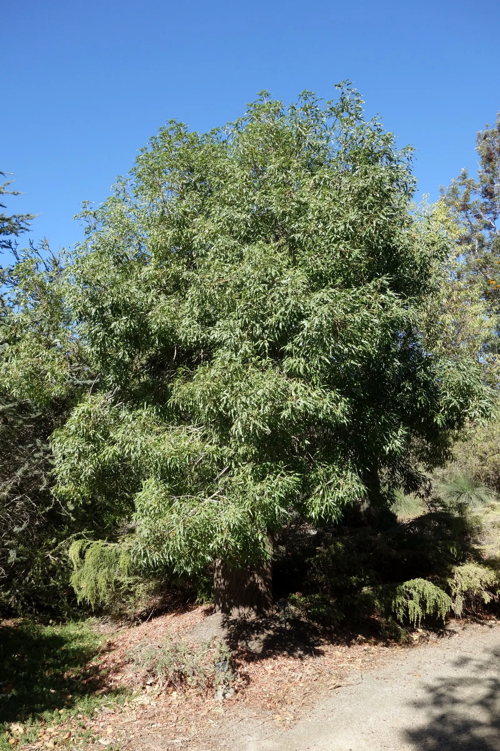 Queensland Bottle Tree (Brachychiton Rupestris) — acting as a water reservoir; adding a subtle yet captivating floral aspect to the yard.<br><br>Suitable for