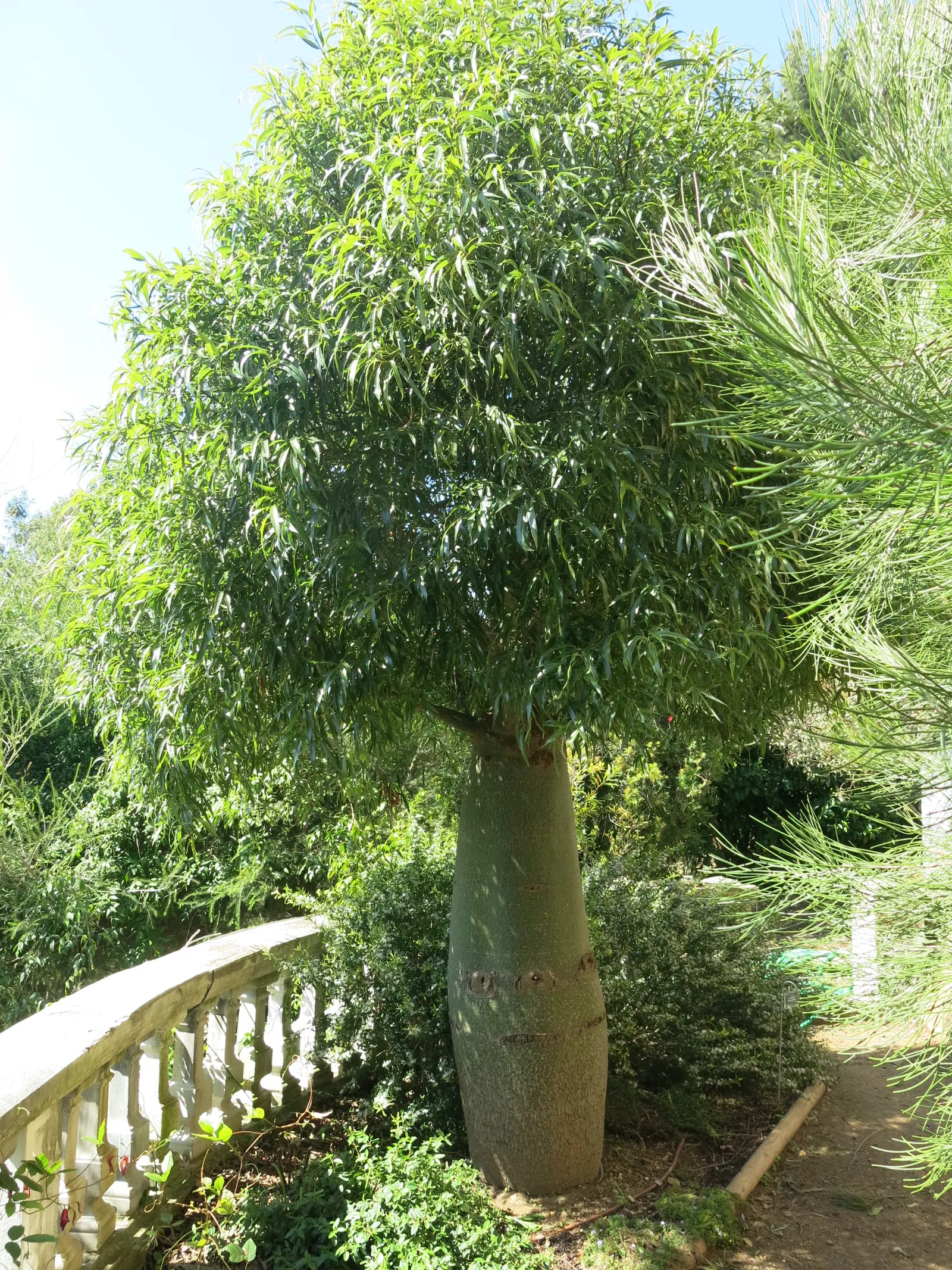 Queensland Bottle Tree (Brachychiton Rupestris) — tree for full or half