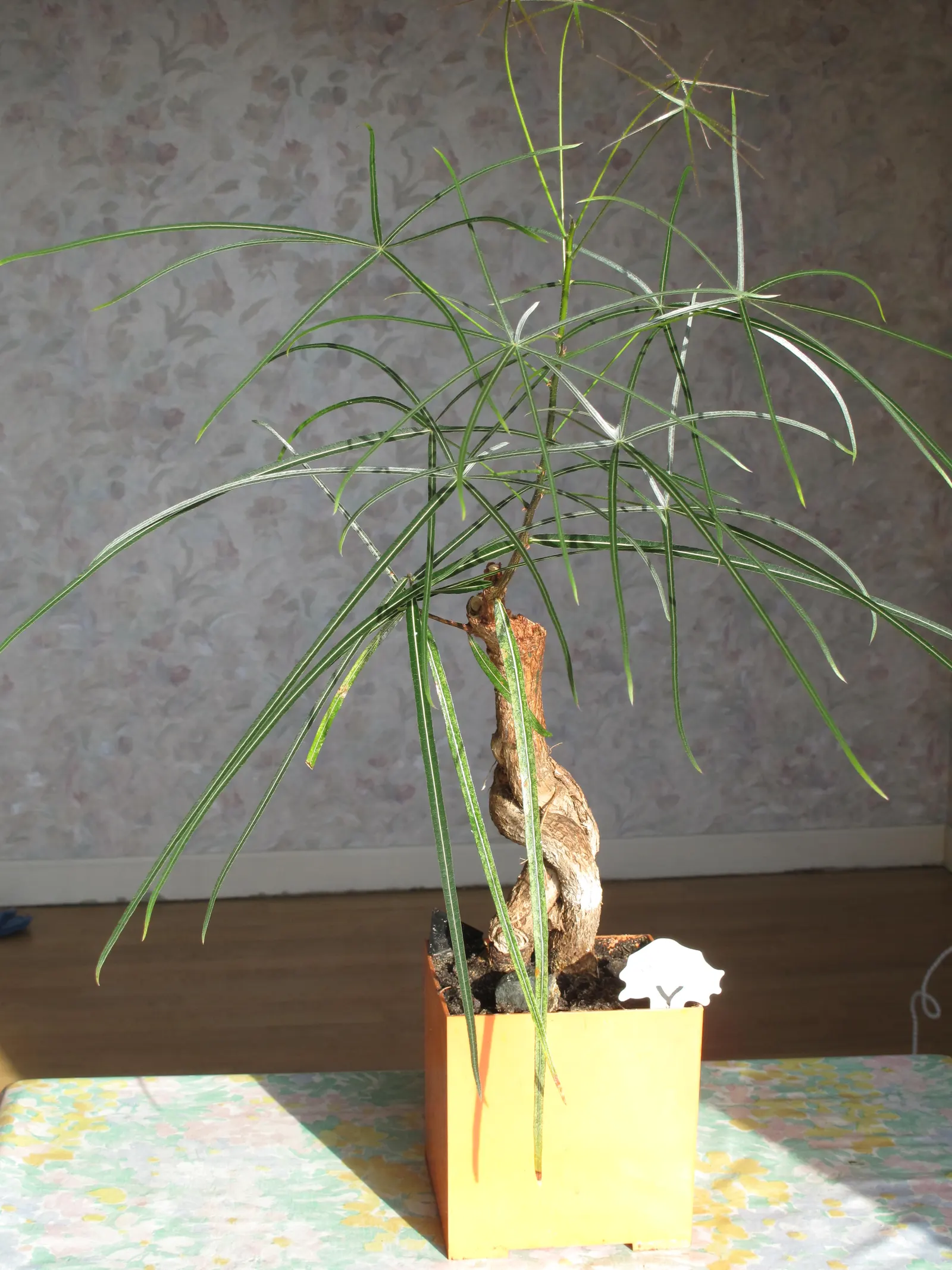Queensland Bottle Tree (Brachychiton Rupestris) — is a distinctive and visually striking plant native to Australia; the Queensland Bottle Tree is an