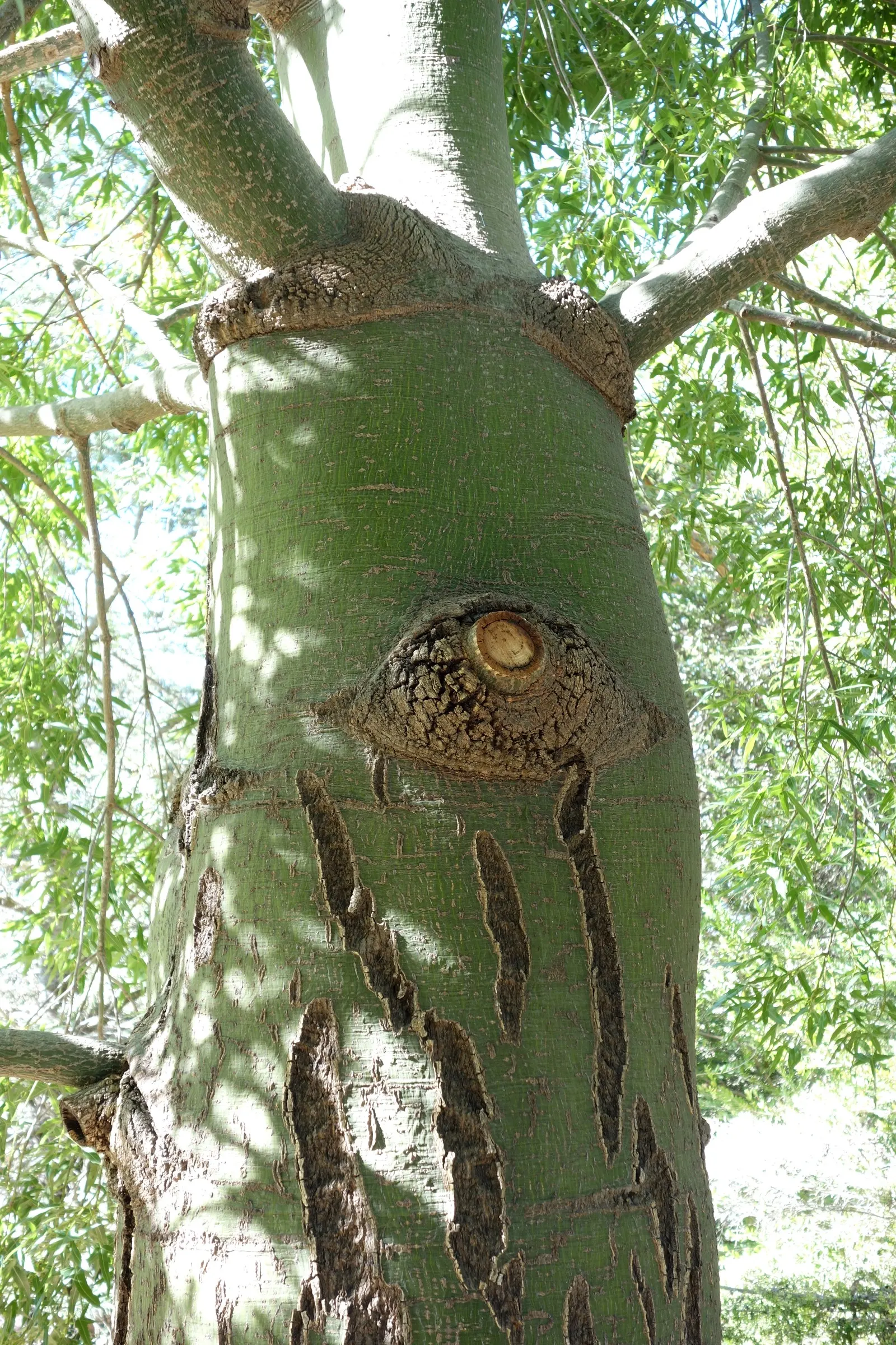 Queensland Bottle Tree (Brachychiton Rupestris) — scientifically known as Brachychiton rupestris