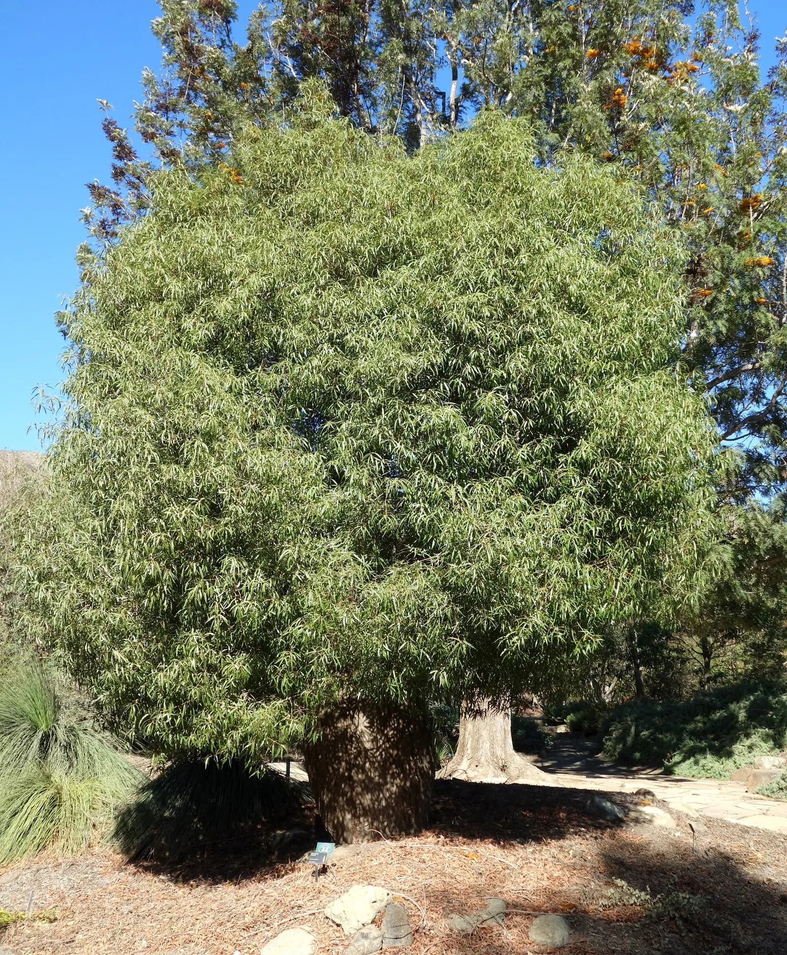 Queensland Bottle Tree (Brachychiton Rupestris) — Minimalist foliage unfolds into large, lobed leaves, while bell-shaped flowers adorn the tree in spring; it