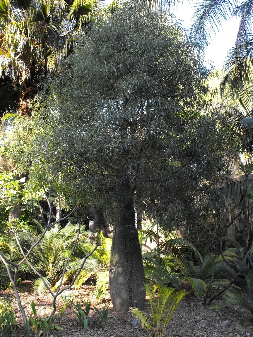 Queensland Bottle Tree (Brachychiton Rupestris) — It reaches heights of 30-60 feet with a canopy spread of 35-50 feet; the Queensland Bottle Tree is an