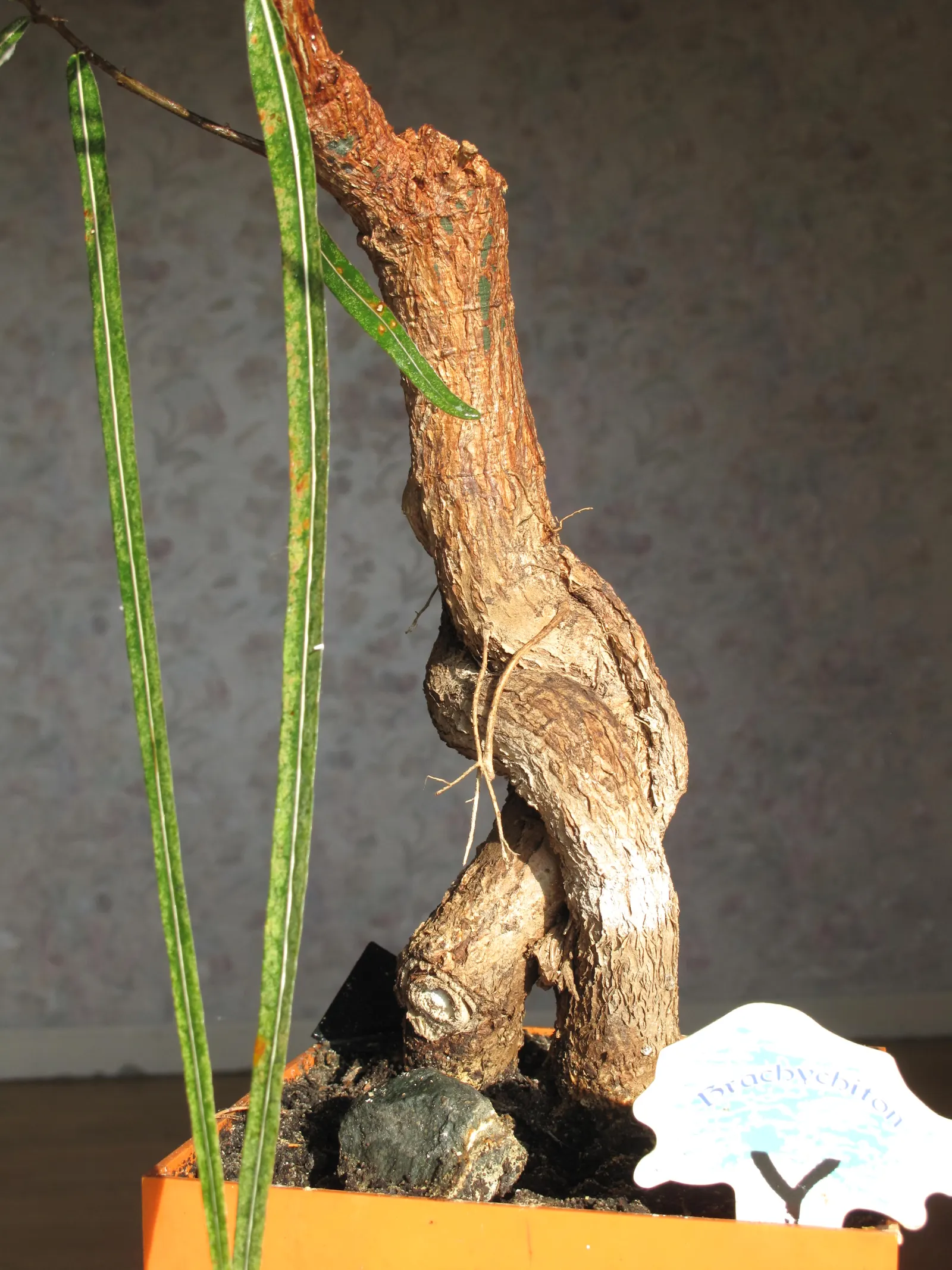 Queensland Bottle Tree (Brachychiton Rupestris) — reaching up to 13 - 20 feet in girth