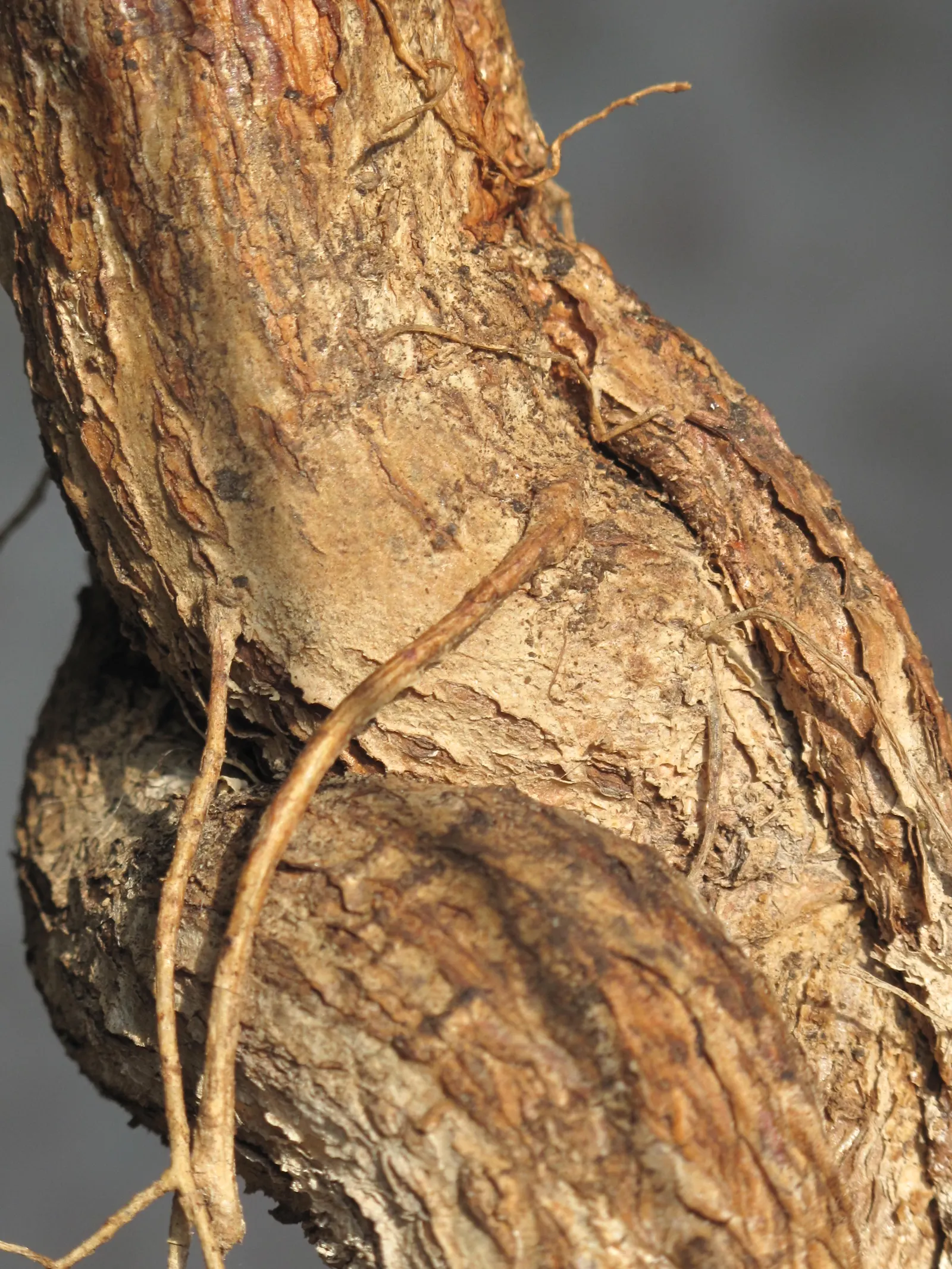 Queensland Bottle Tree (Brachychiton Rupestris) — Hardy in USDA zones 9-11, it requires well-drained soil and full sun; its trunk swells to remarkable