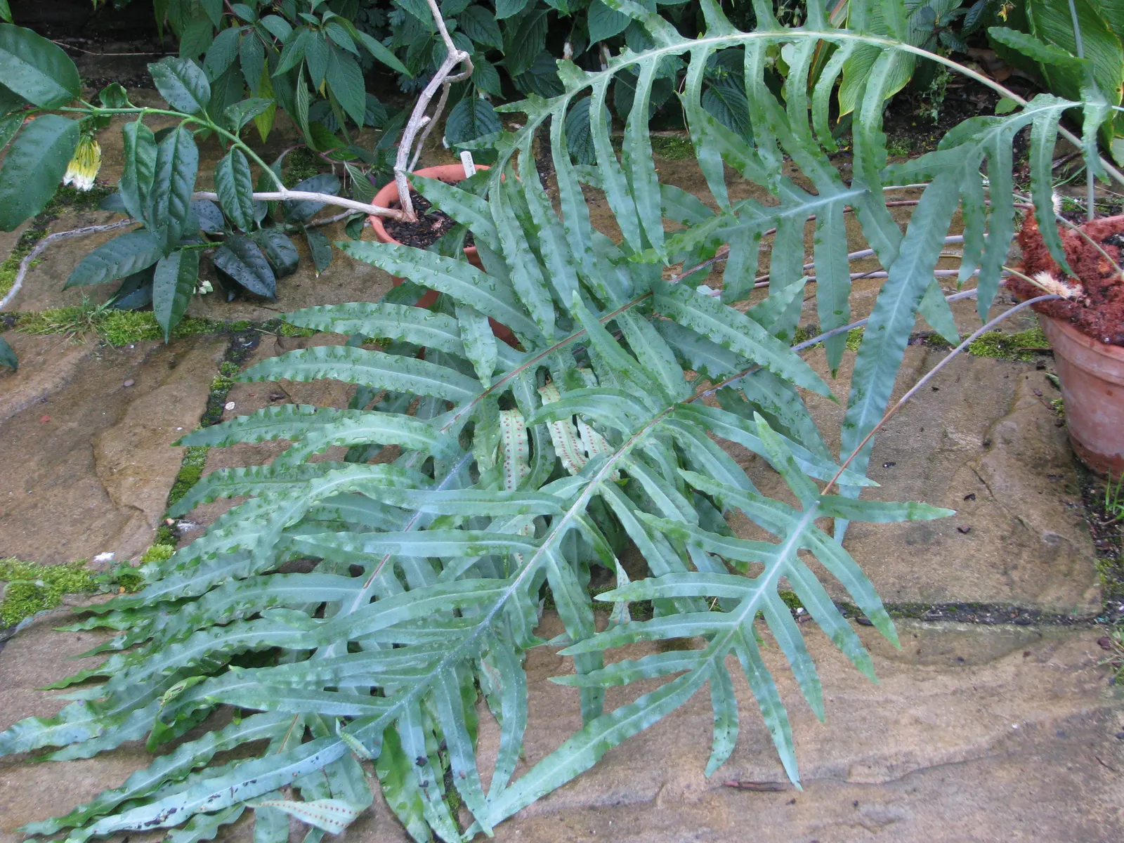 Blue Star Fern (Phlebodium Aureum) — the Blue Star Fern reaches a modest size; incorporating the Blue Star Fern adds a unique and calming foliage, image 67