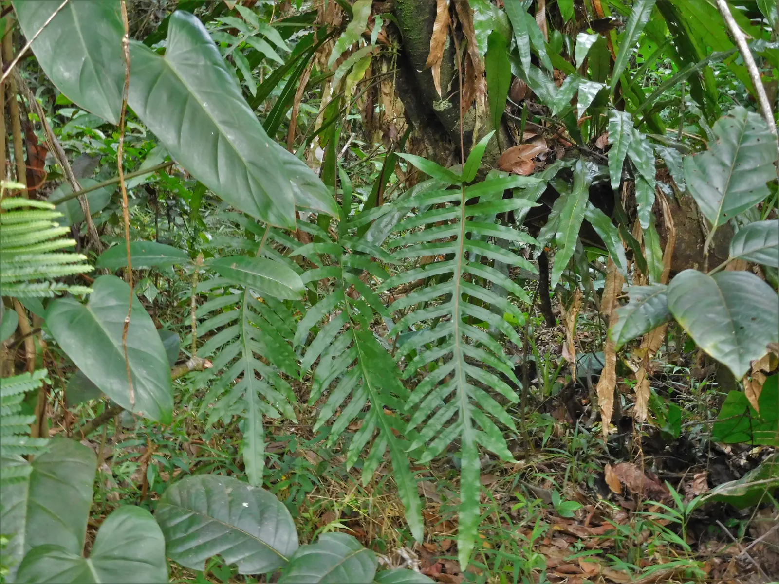 Blue Star Fern (Phlebodium Aureum) — Thriving in USDA hardiness zones 9 through 11; deeply lobed fronds that can reach 2-3 feet in length