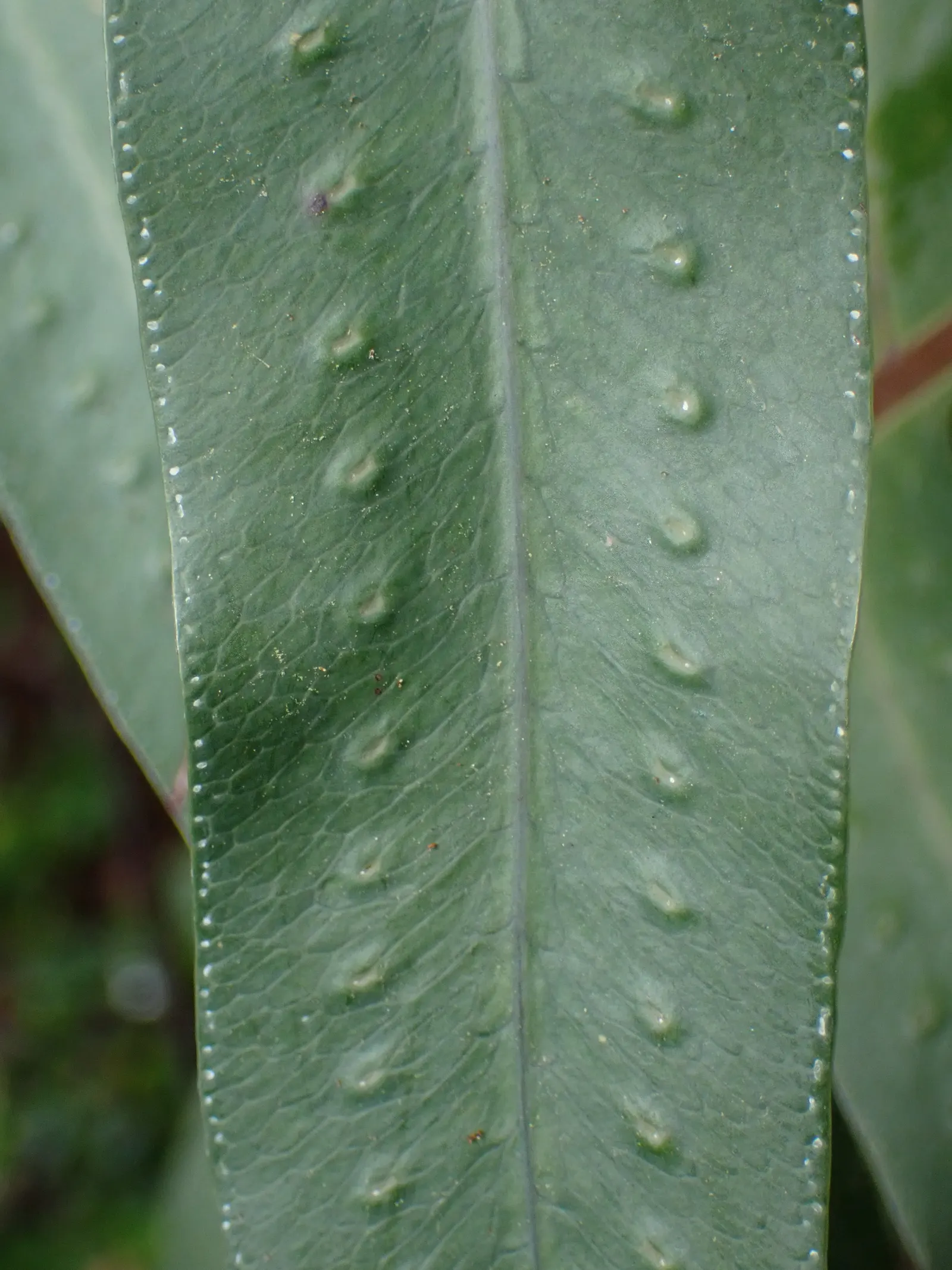 Blue Star Fern (Phlebodium Aureum) — tropical touch to shaded gardens or indoor spaces; this fern adds a textured