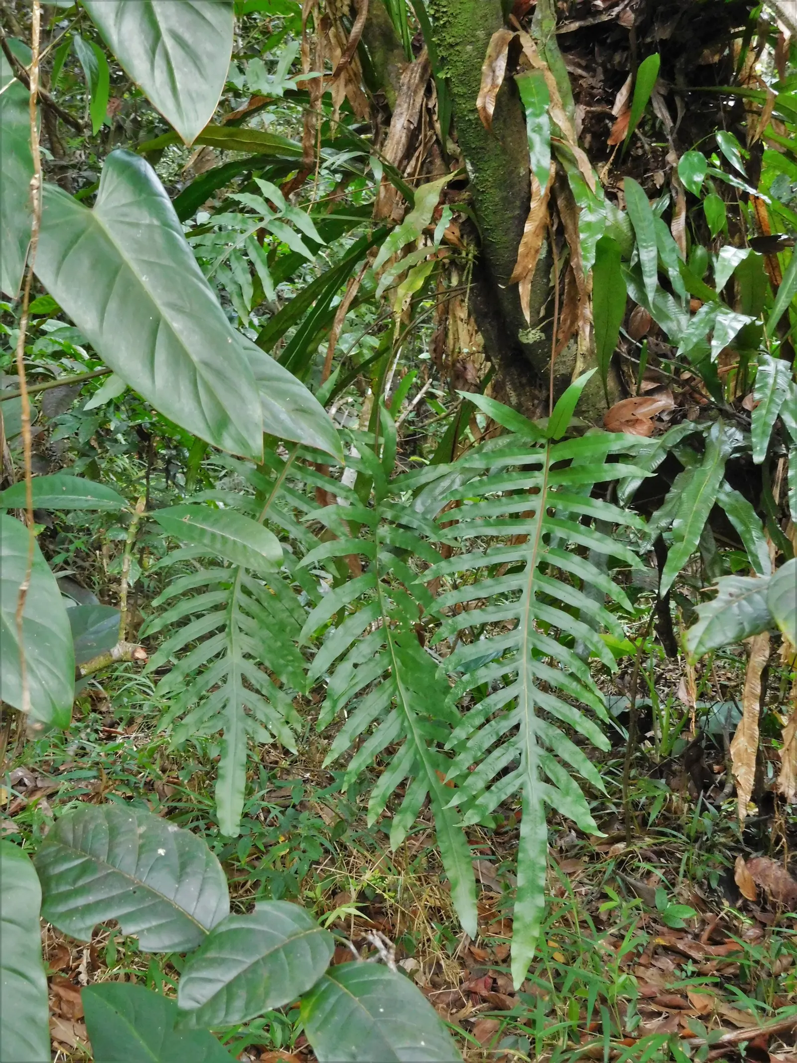 Blue Star Fern (Phlebodium Aureum) — this resilient fern prefers partial to full shade; requiring minimal care beyond regular watering to maintain, image 65
