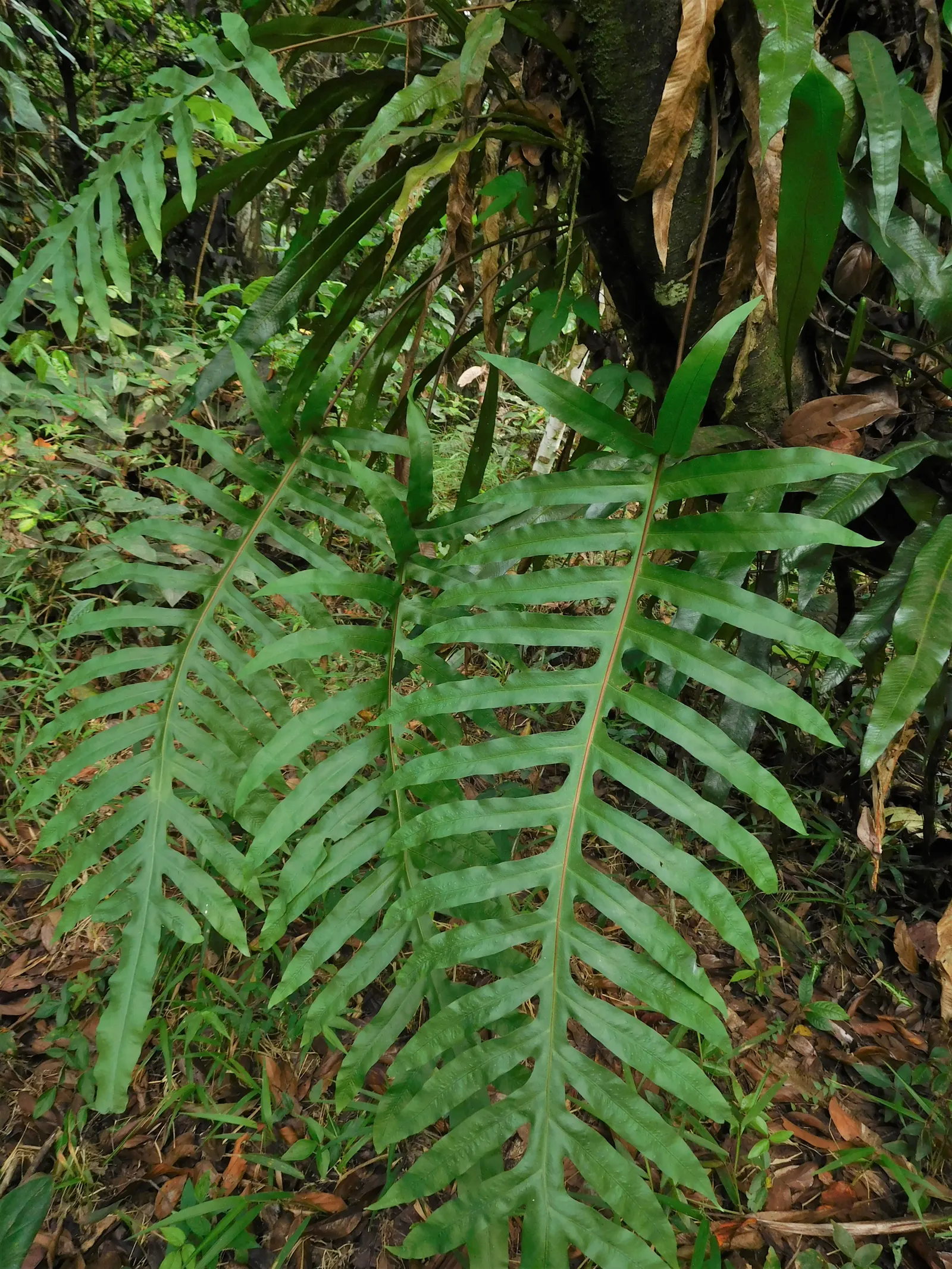 Blue Star Fern (Phlebodium Aureum) — Its distinct blue-hued foliage pairs well with bright greens and bold floral colors