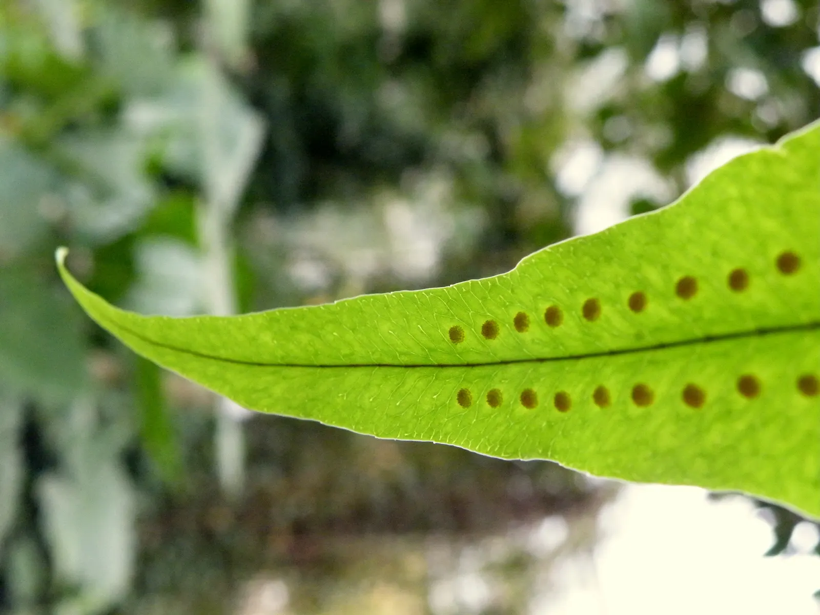Blue Star Fern (Phlebodium Aureum) — this resilient fern prefers partial to full shade