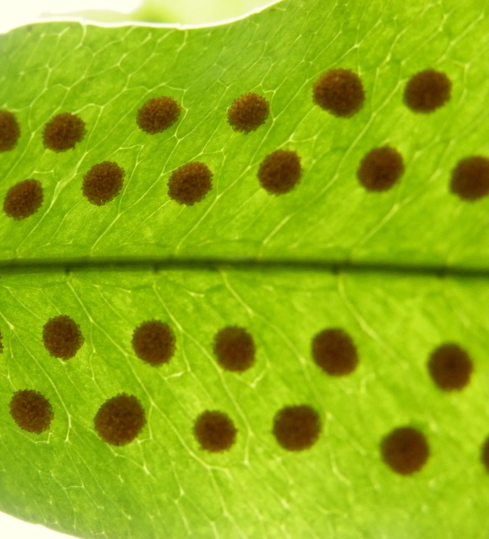 Blue Star Fern (Phlebodium Aureum) — requiring minimal care beyond regular watering to maintain its lush appearance