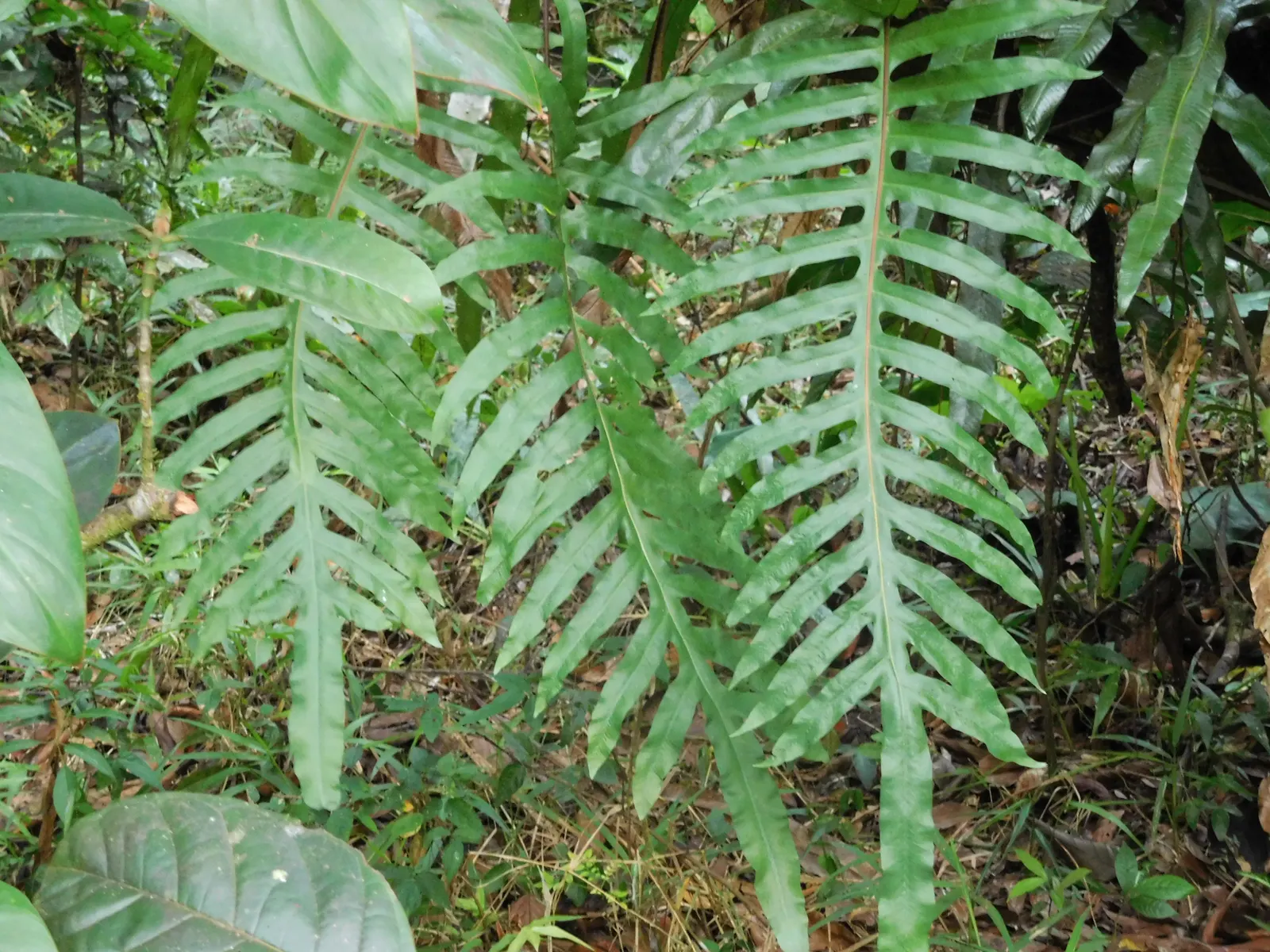 Blue Star Fern (Phlebodium Aureum) — The Blue Star Fern (Phlebodium aureum) is a hardy; thriving in USDA zones 9-11