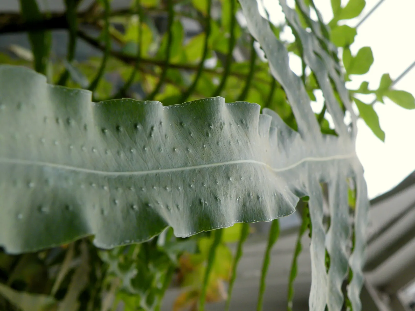 Blue Star Fern (Phlebodium Aureum) — tropical fern that brings a touch of serene beauty to garden spaces with its unique