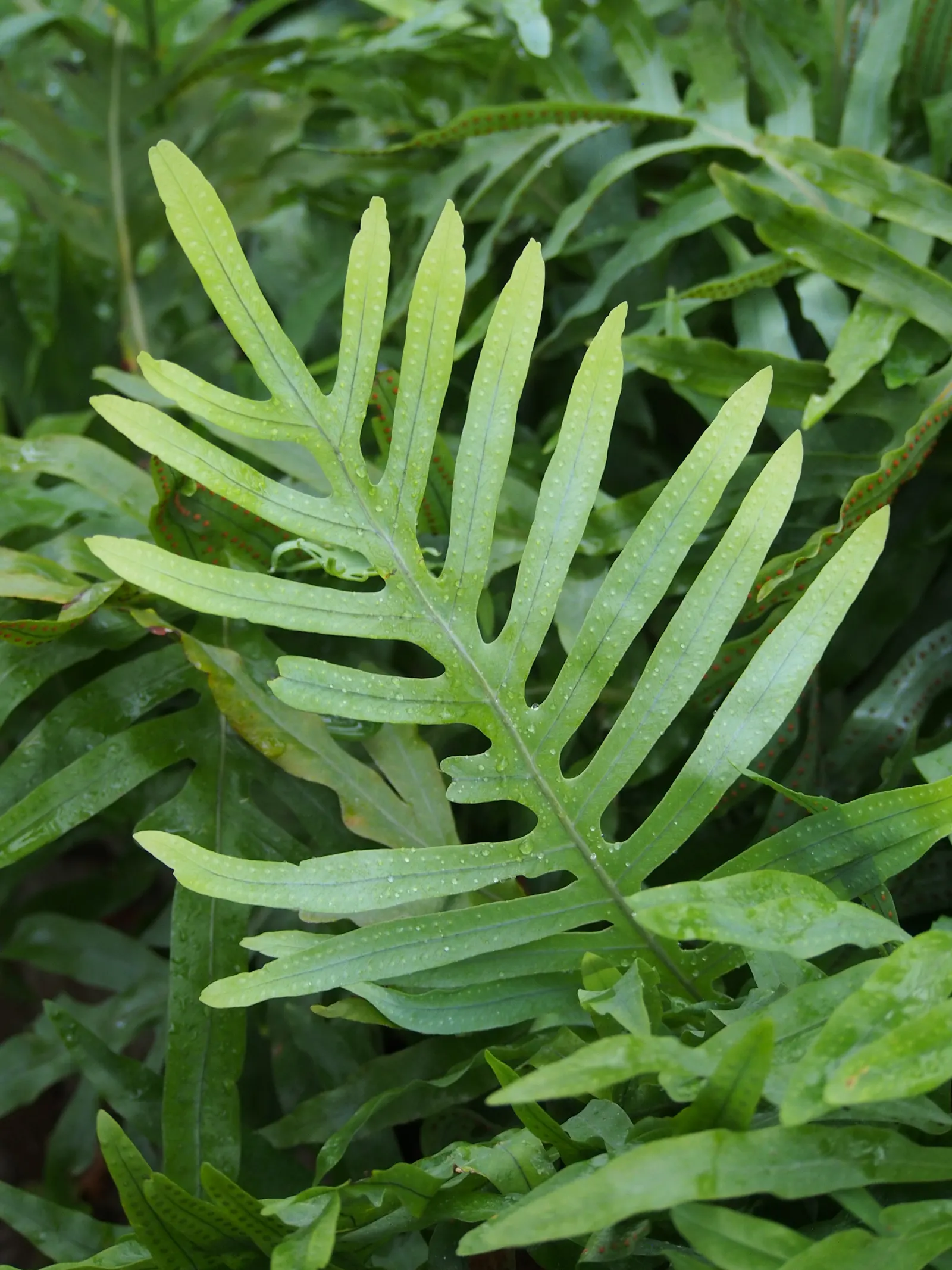 Blue Star Fern (Phlebodium Aureum) — requiring minimal care beyond regular watering to maintain its lush appearance; the Blue Star Fern reaches a, image 62