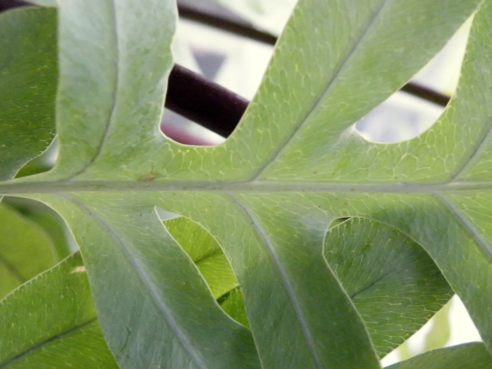 Blue Star Fern (Phlebodium Aureum) — The Blue Star Fern (Phlebodium aureum) is a hardy
