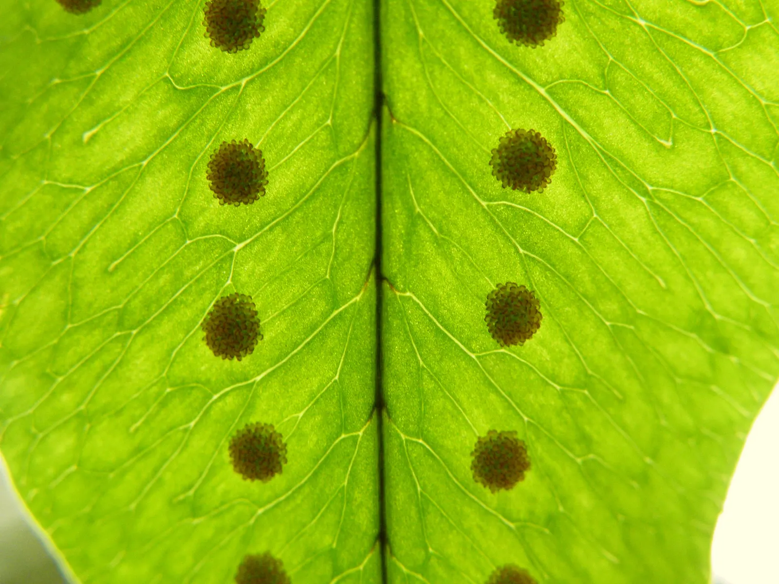 Blue Star Fern (Phlebodium Aureum) — the Blue Star Fern reaches a modest size; incorporating the Blue Star Fern adds a unique and calming foliage contrast to