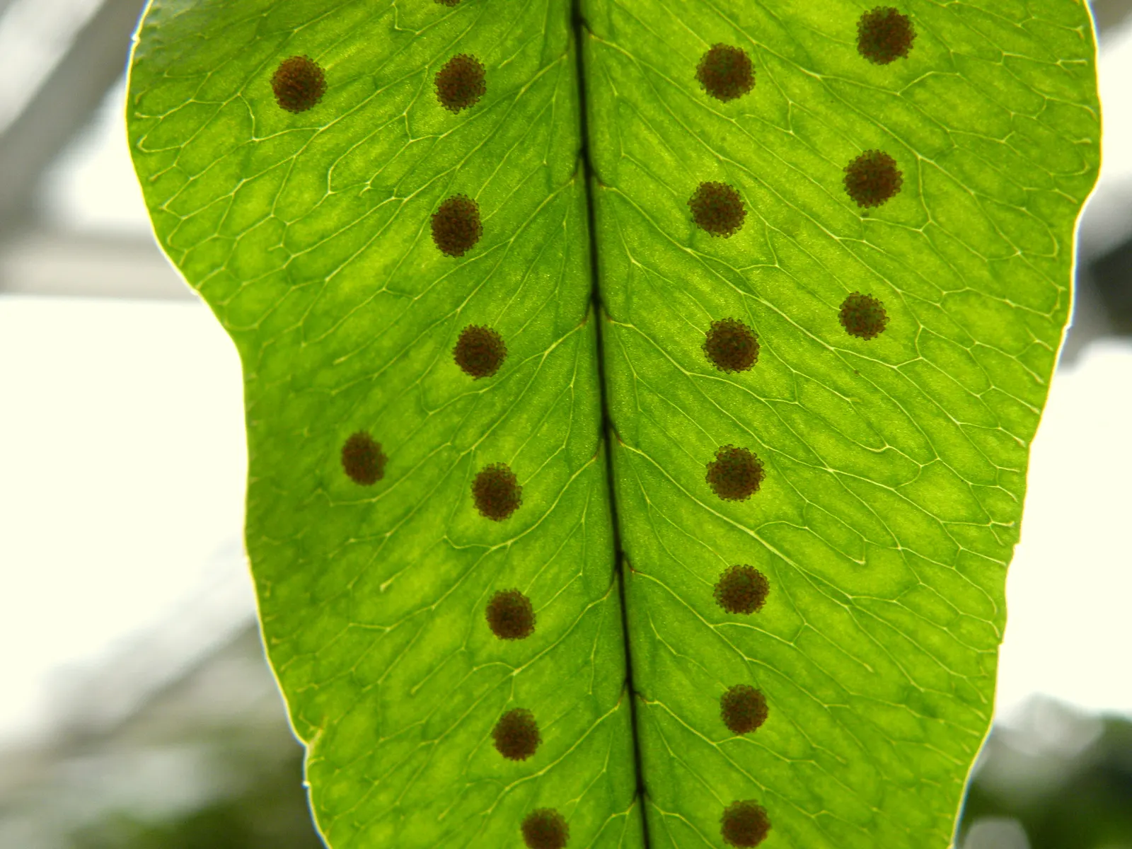 Blue Star Fern (Phlebodium Aureum) — while the plant itself can spread approximately 2 to 3 feet wide
